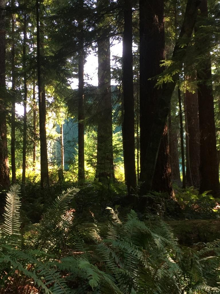 Sunlight filters through tall trees onto lush ferns in a dense forest.