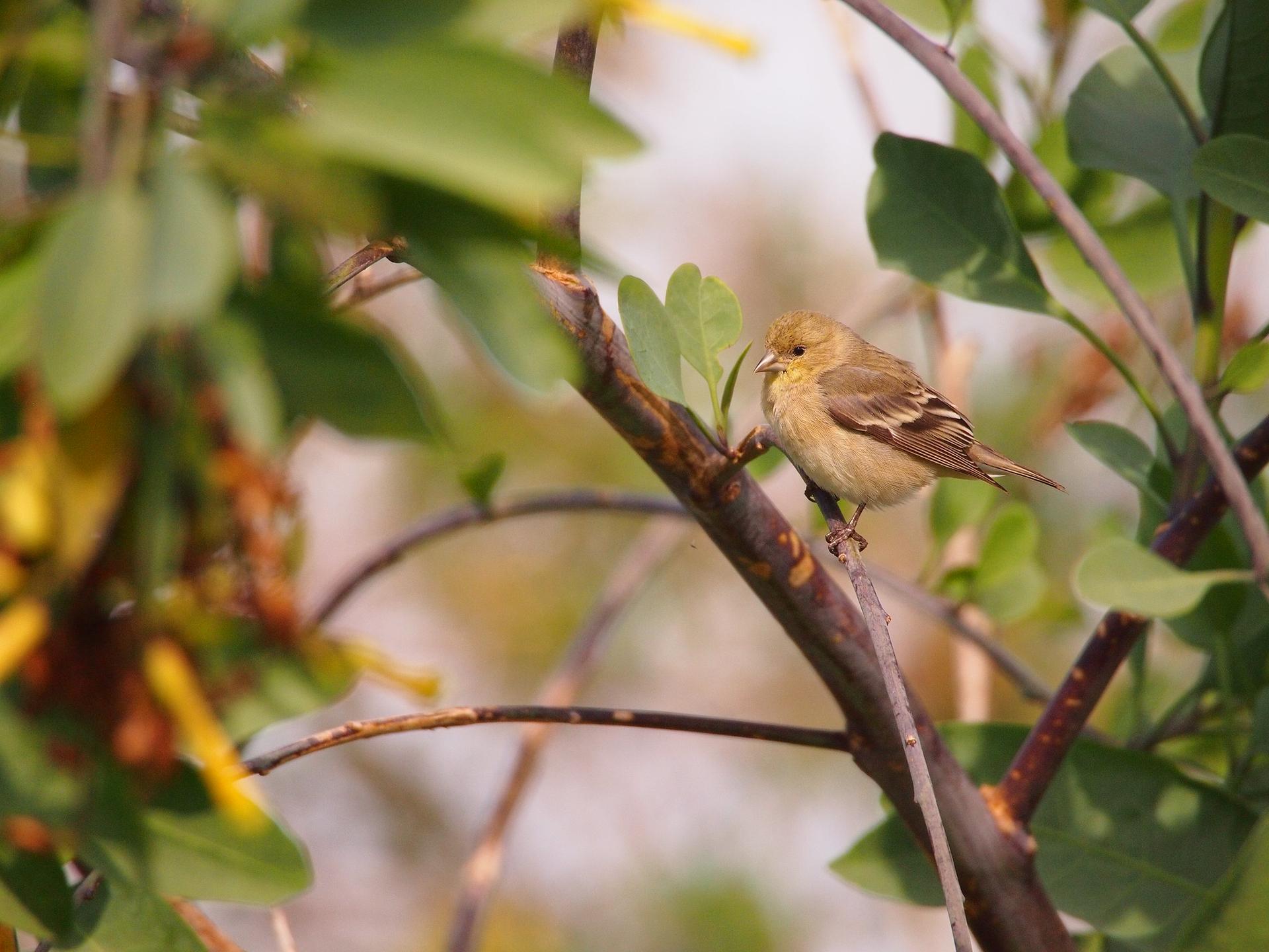 A small, brown and yellow bird perches on a leafy branch.