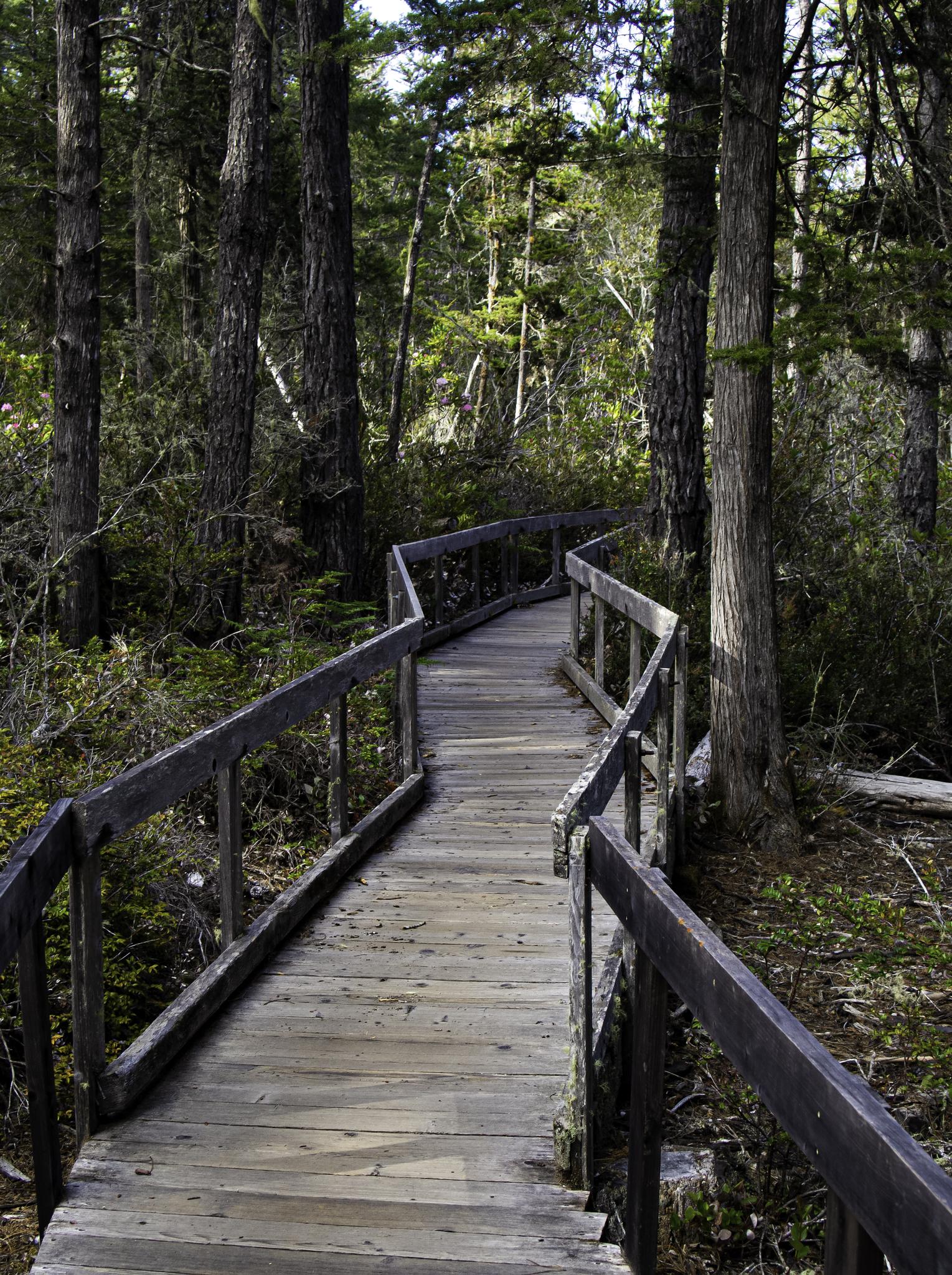 A winding wooden boardwalk leads into a dark, sun-dappled forest.
