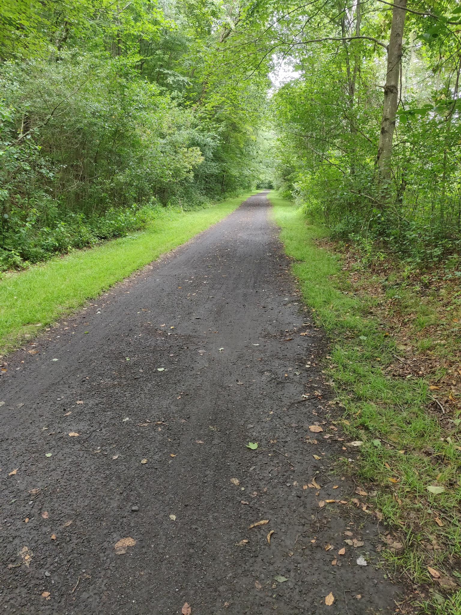 A dark gravel path bordered by lush green foliage on an overcast day.