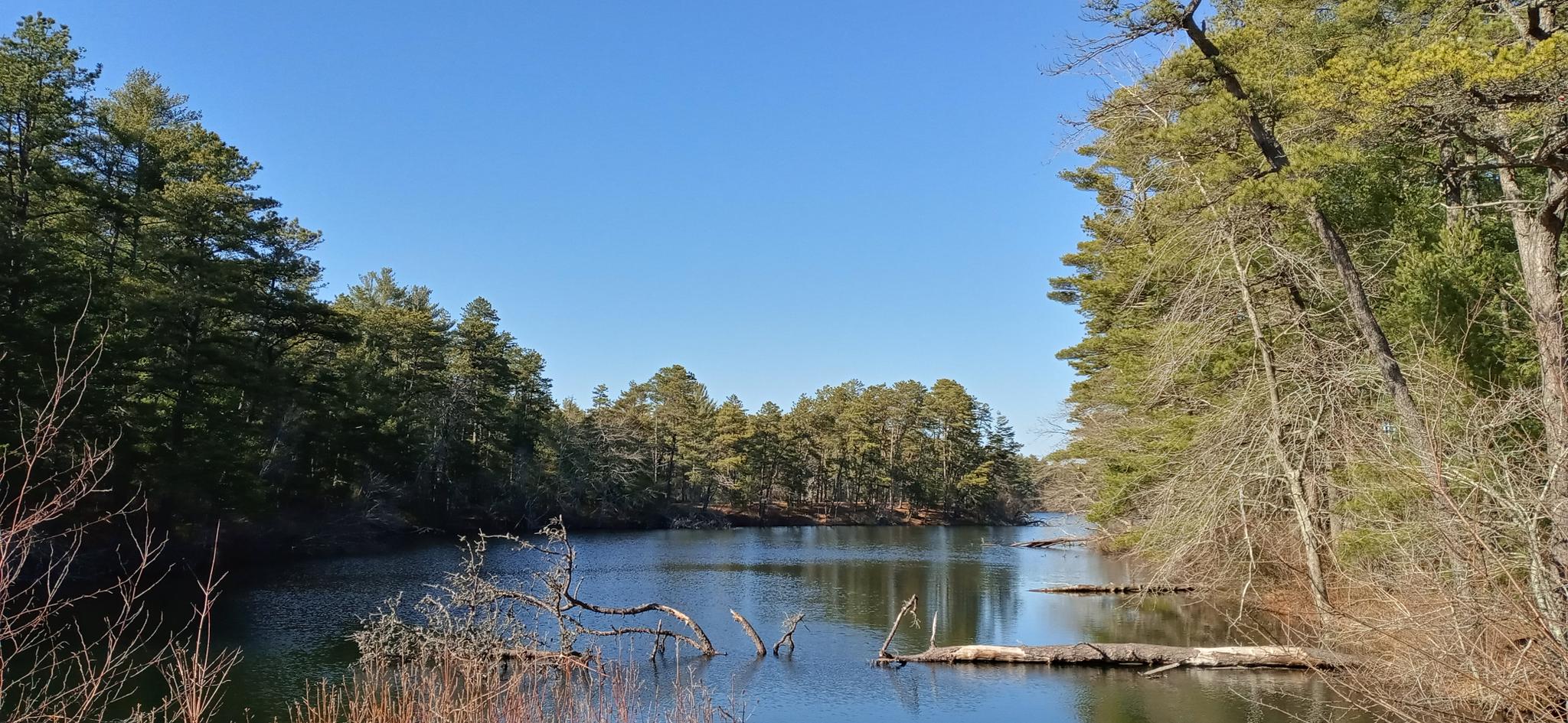 Calm lake surrounded by dense pine forest under a clear blue sky.