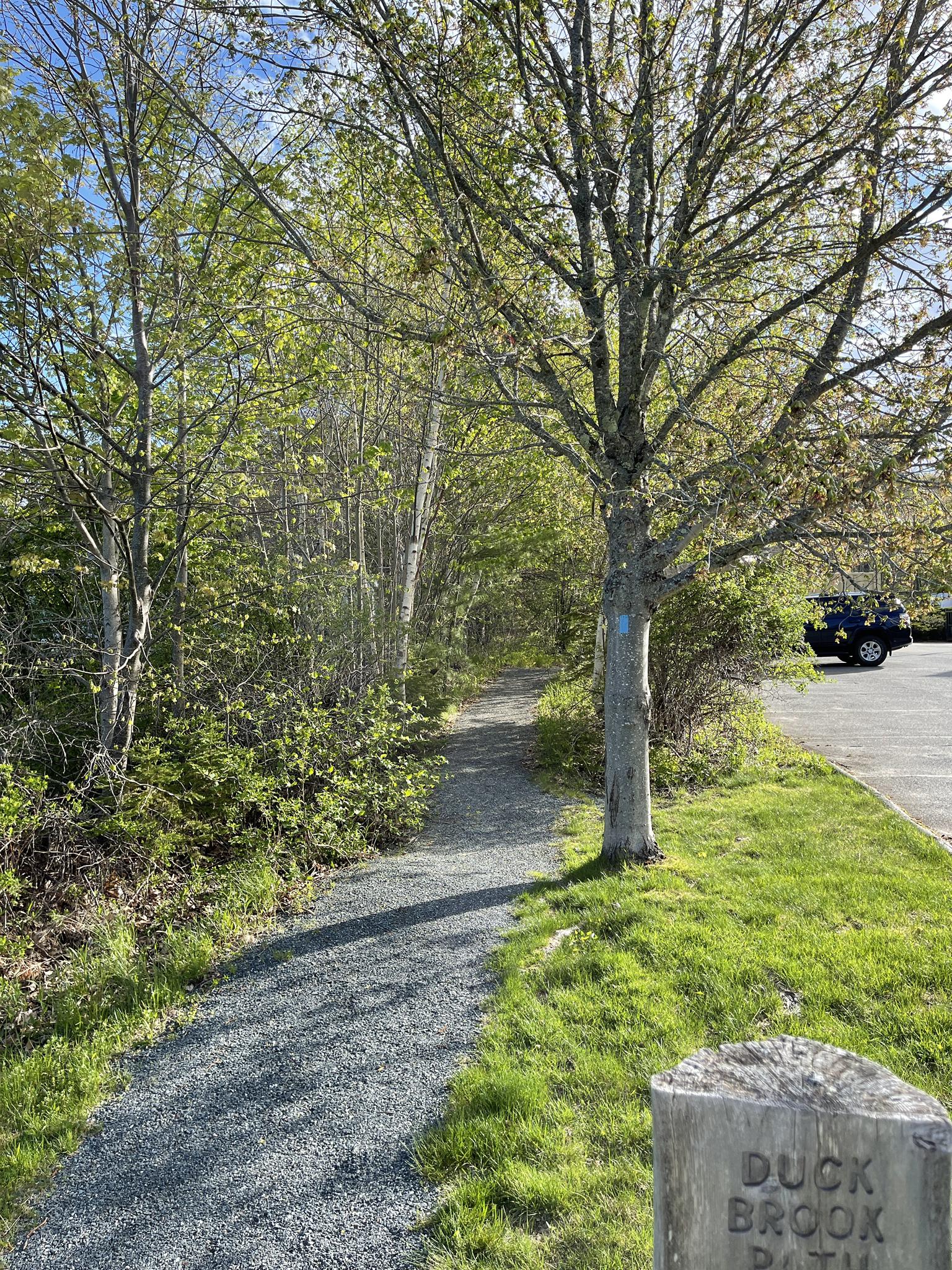 Gravel path winding through green trees on a bright day.