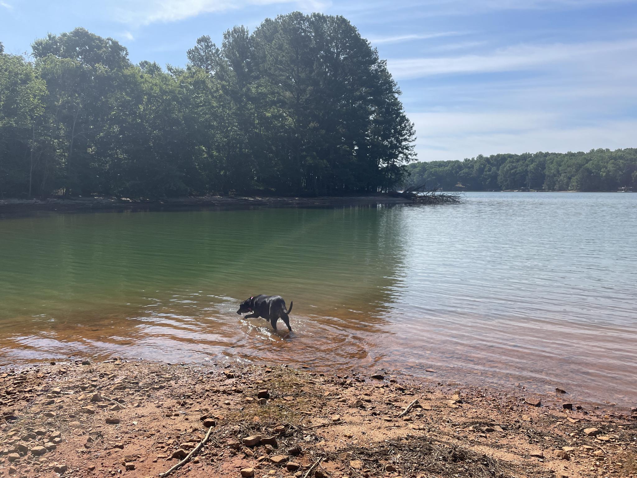 A black dog wades in a sunny lake with a forested shoreline.