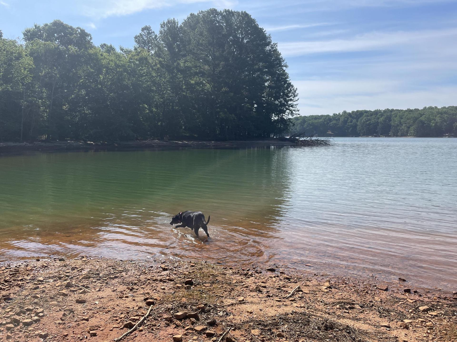 A black dog wades in a sunny lake with a forested shoreline.