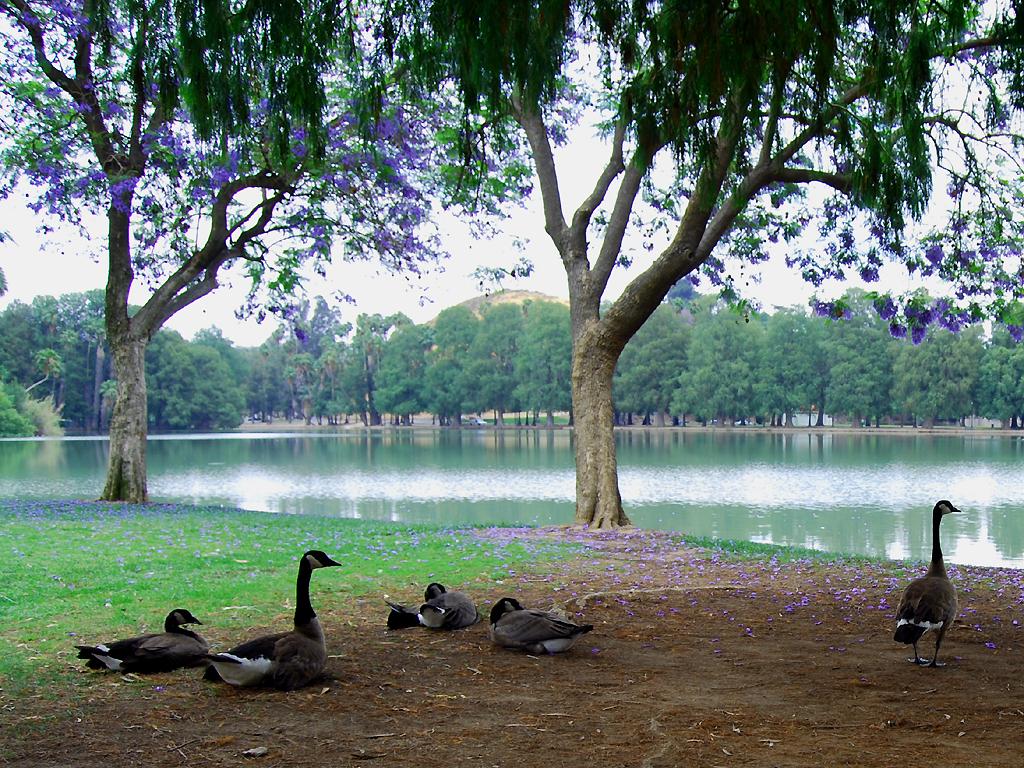 Geese resting by a calm lake under flowering trees on a bright day.