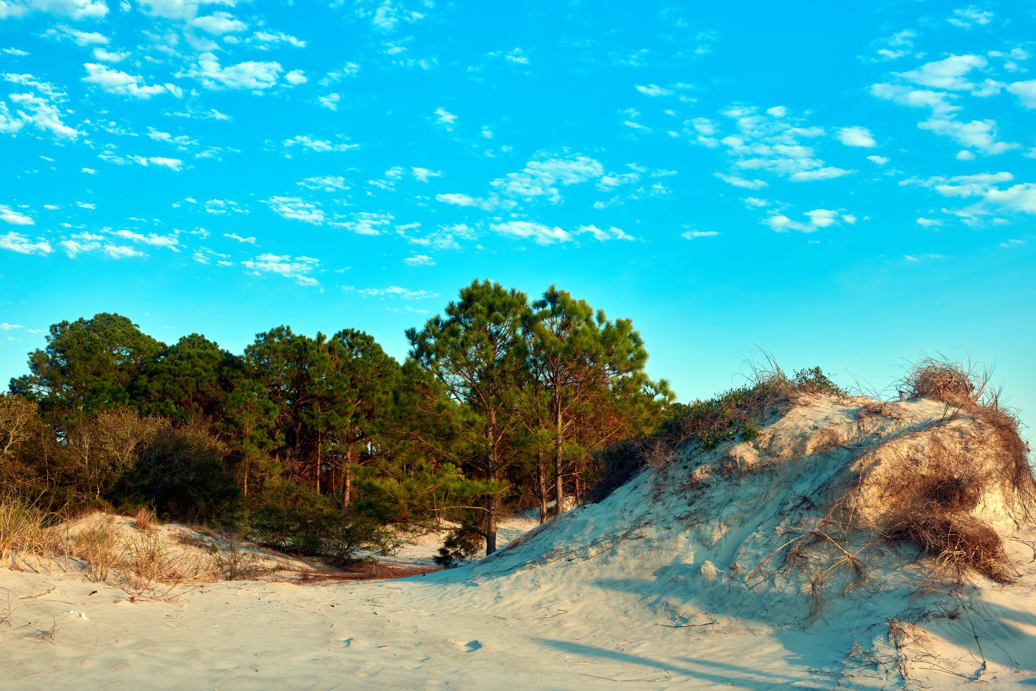 Sunny beach scene with sand dunes, green trees, and a bright blue sky. - Amelia Island State Park – Pond along the Amelia Island Trail loop from Amelia Island Light