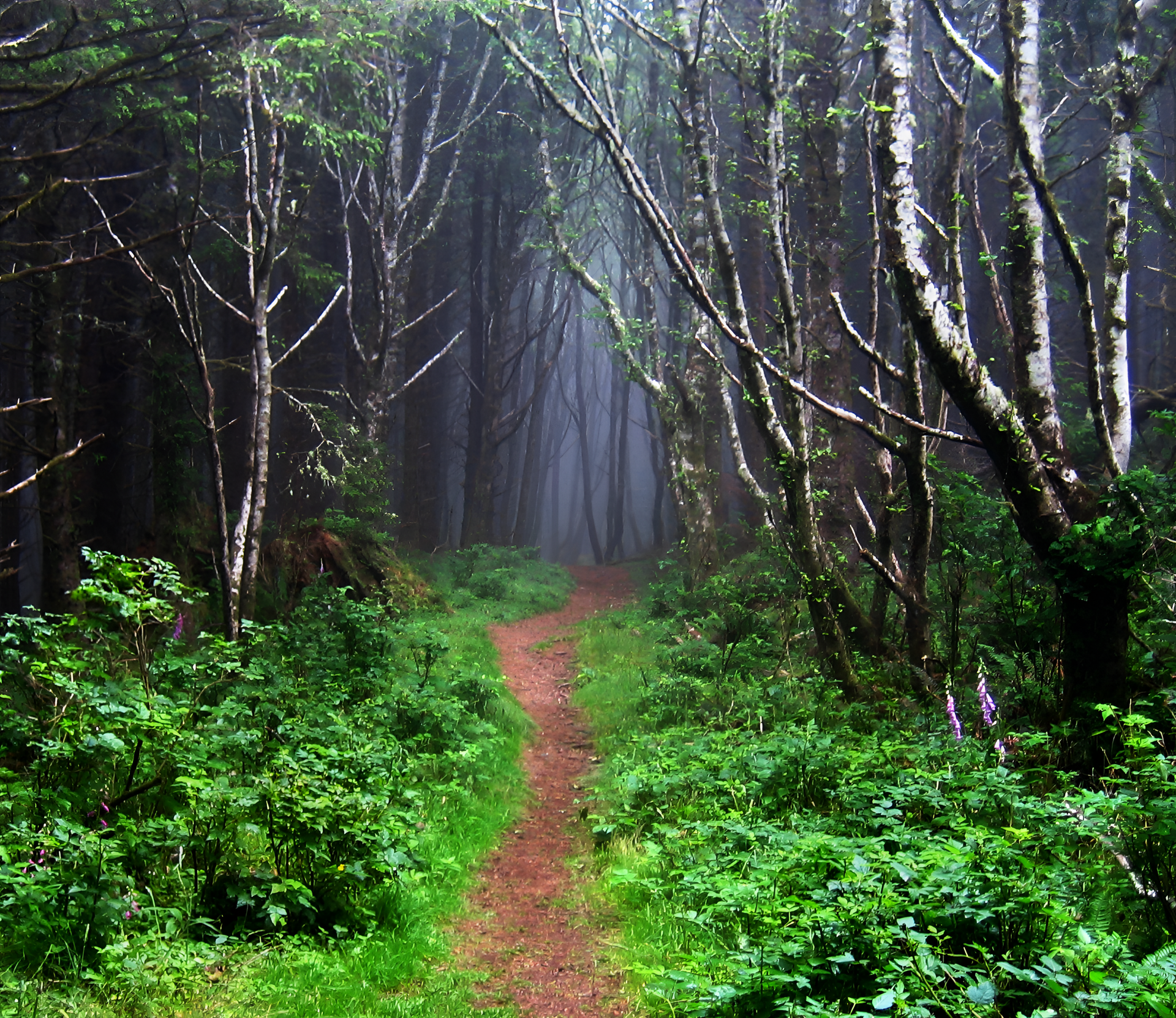 A narrow dirt path winds through a dense, misty, green forest.