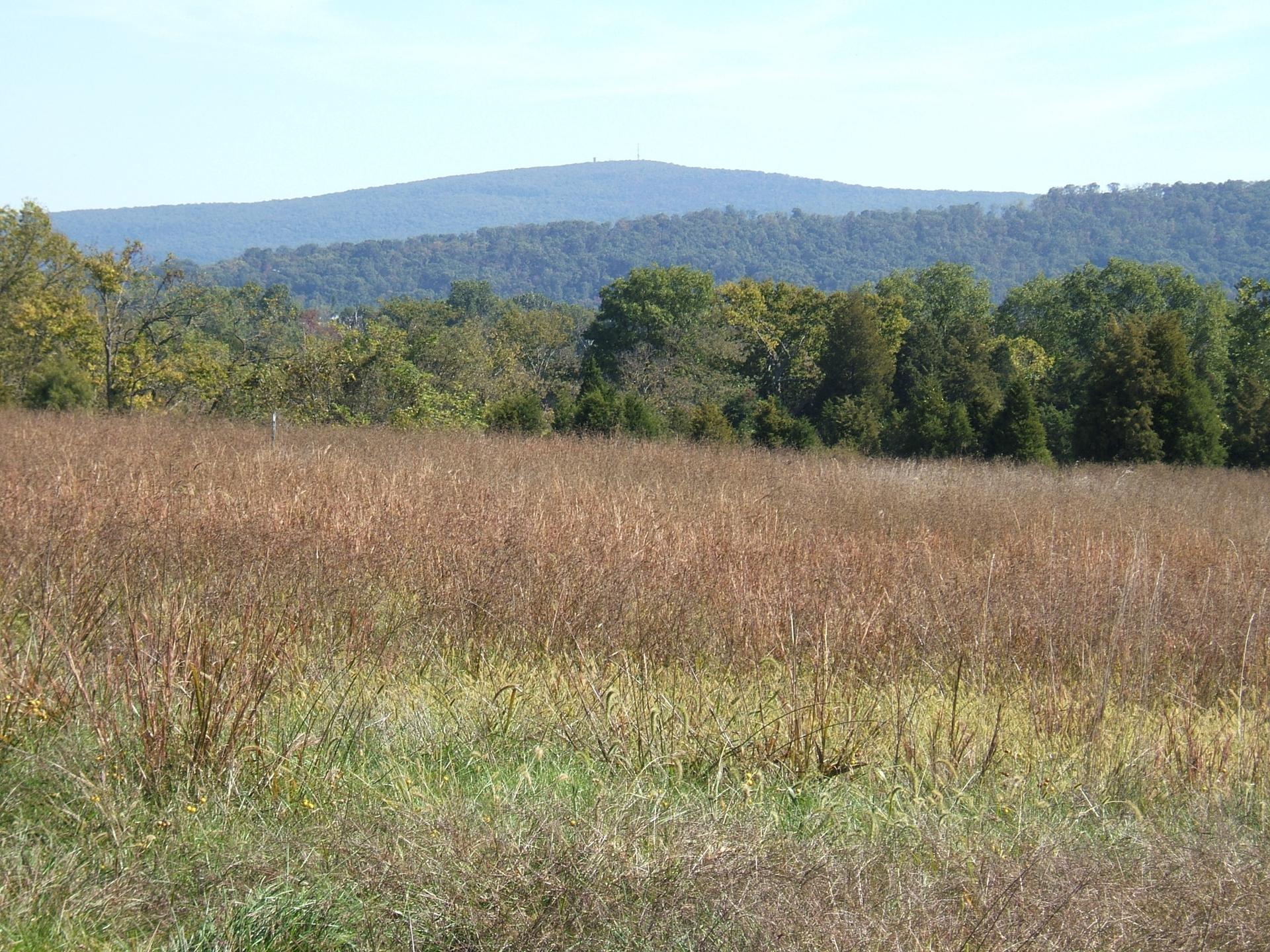 A field of dry grass with green trees and distant mountains under a clear sky.