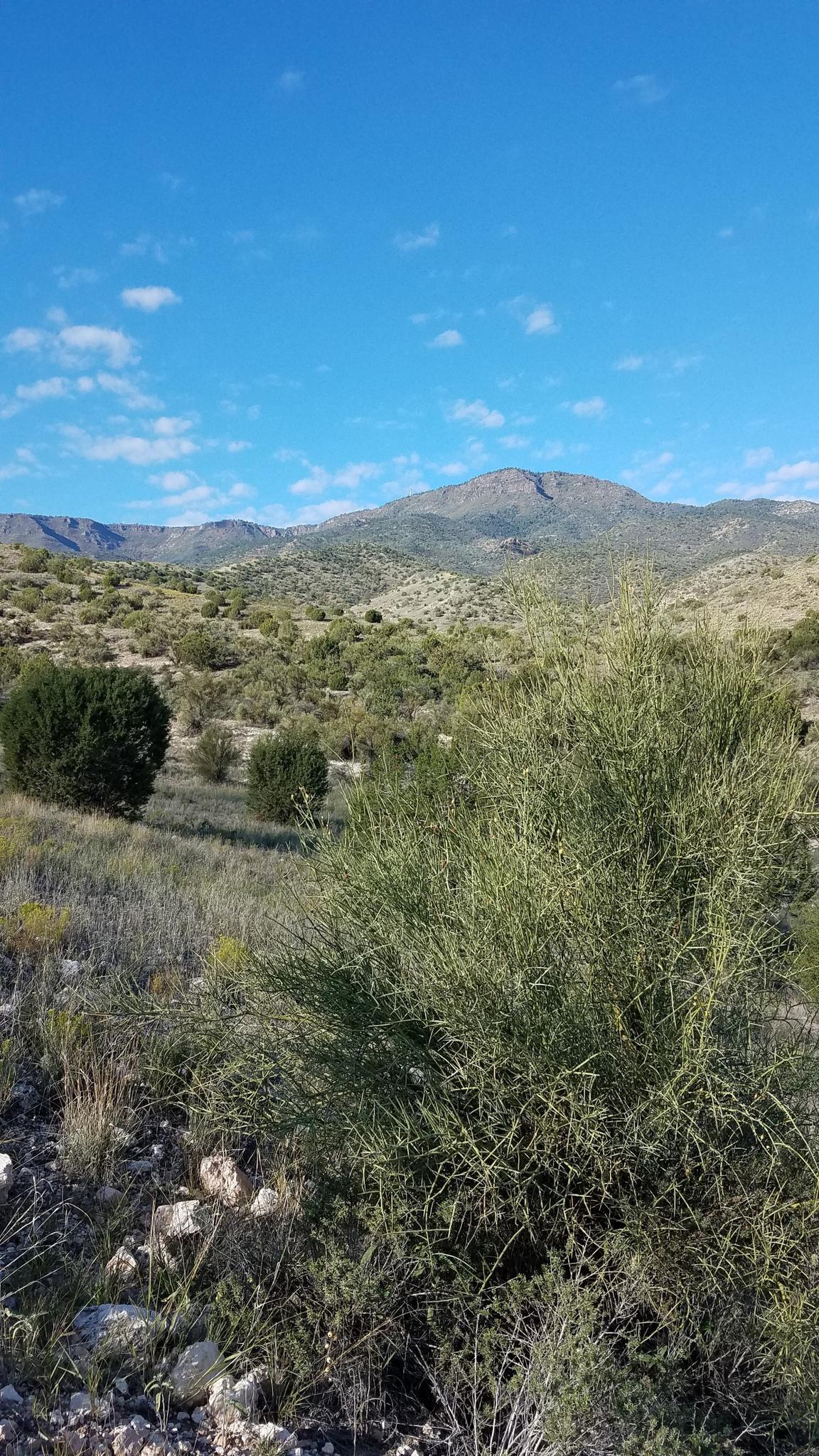 Arid landscape with green shrubs in the foreground and distant mountains under a clear sky.