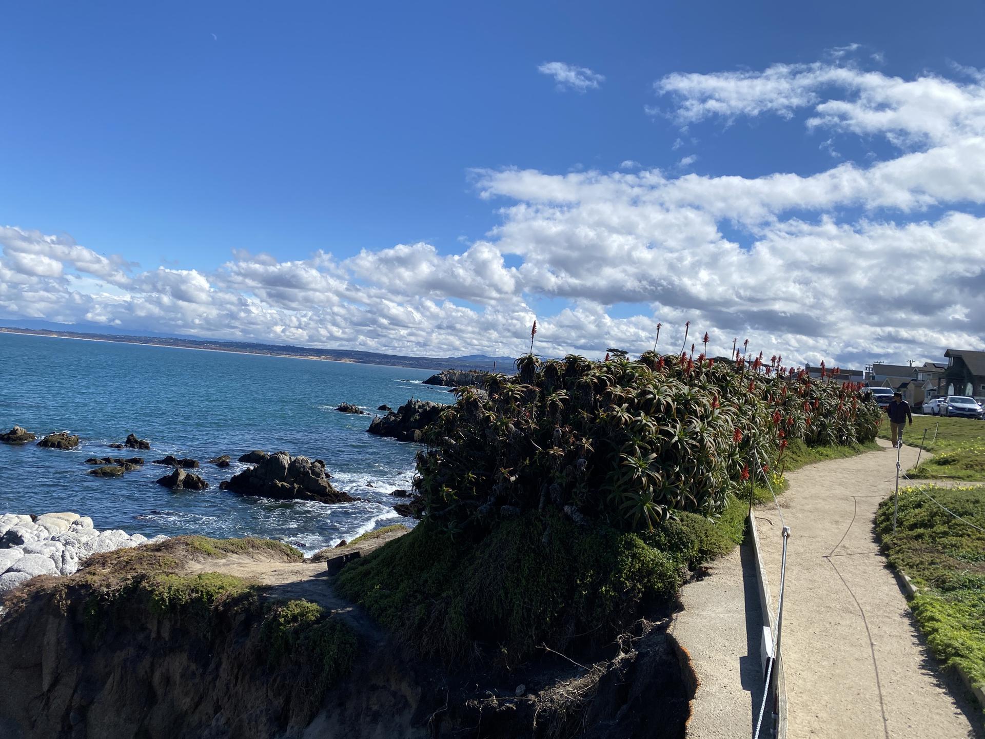 Sunny coastal path overlooking blue ocean with lush plants and white clouds.