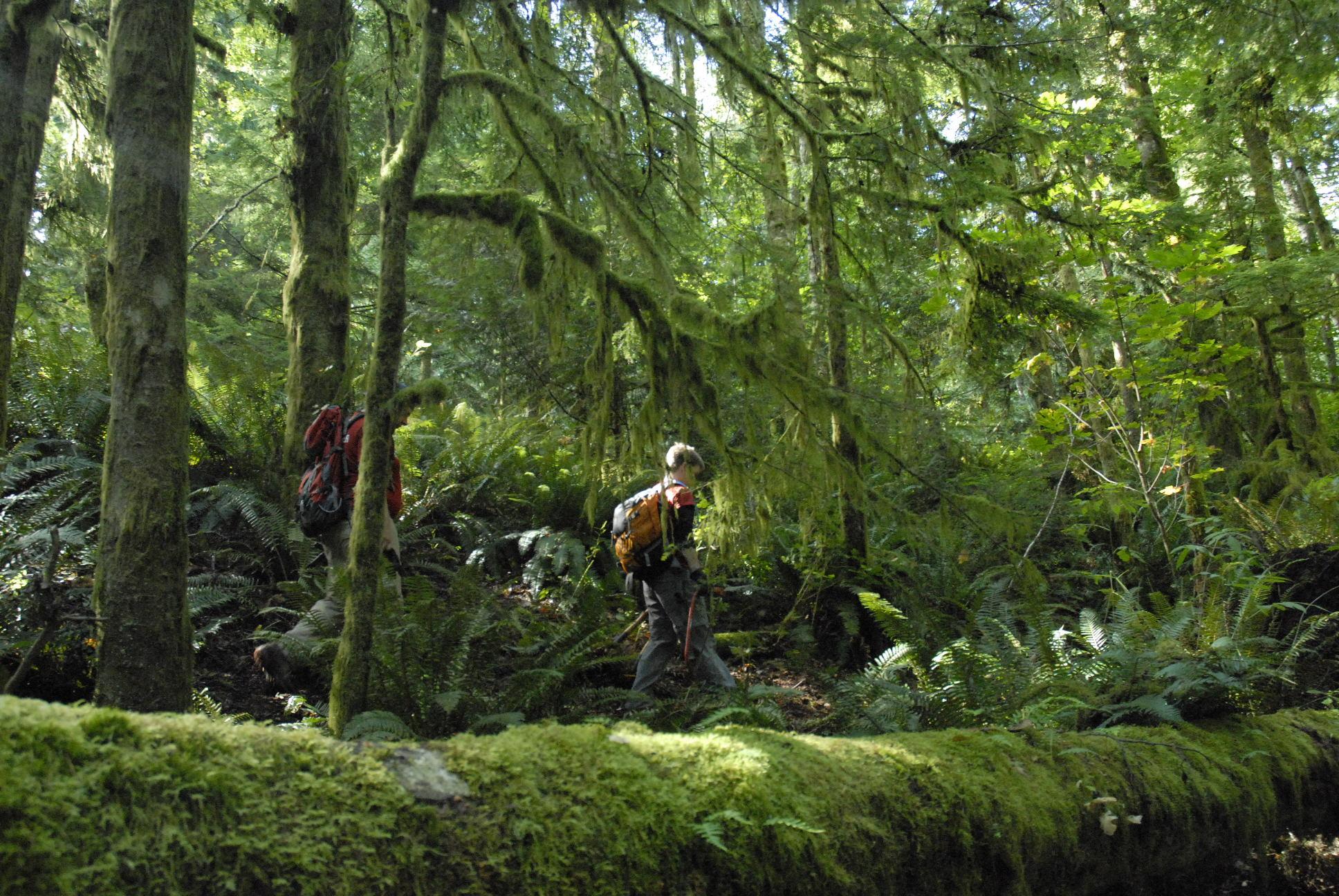Two hikers walk through a sun-dappled, mossy old-growth forest with ferns.