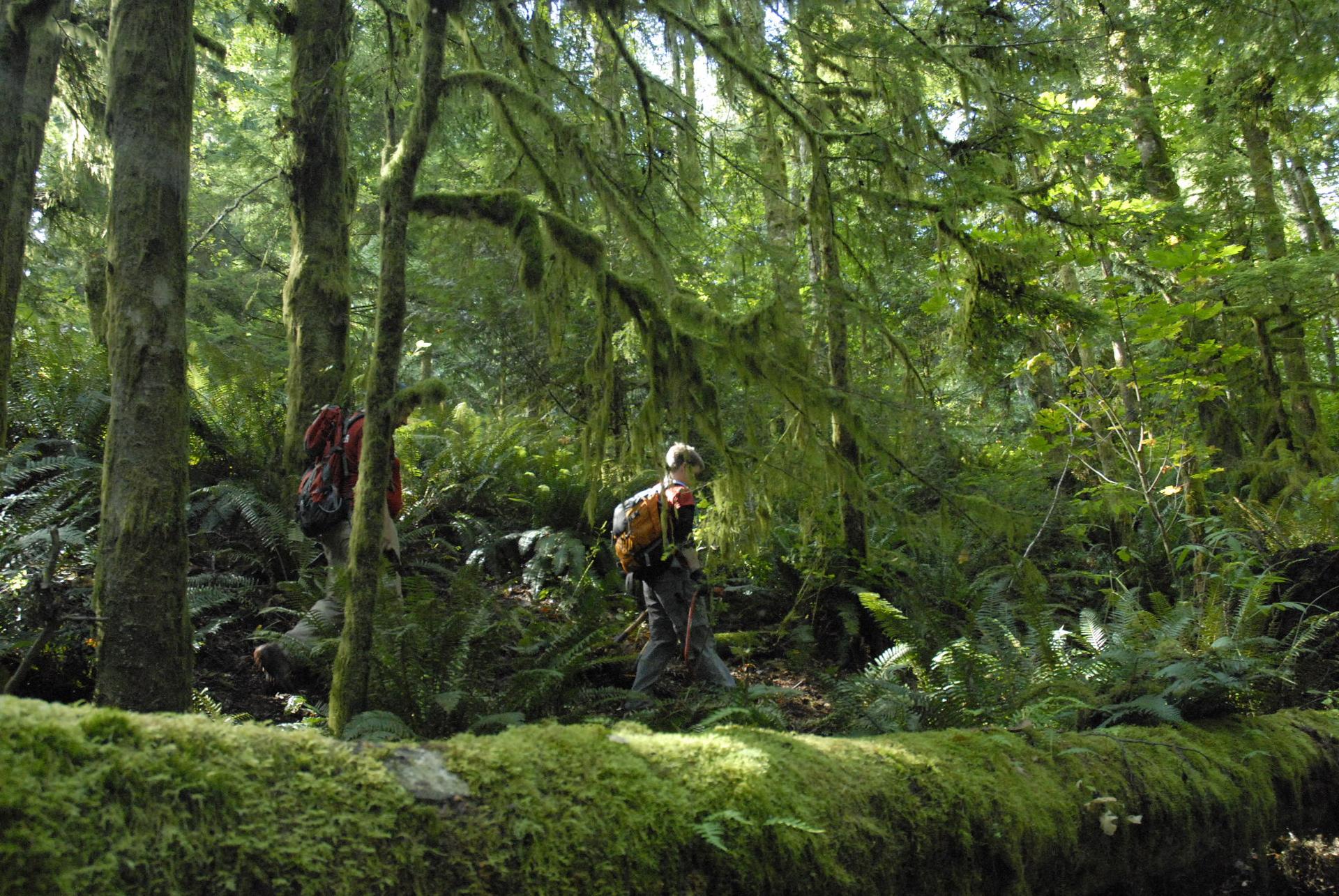 Two hikers walk through a sun-dappled, mossy old-growth forest with ferns.