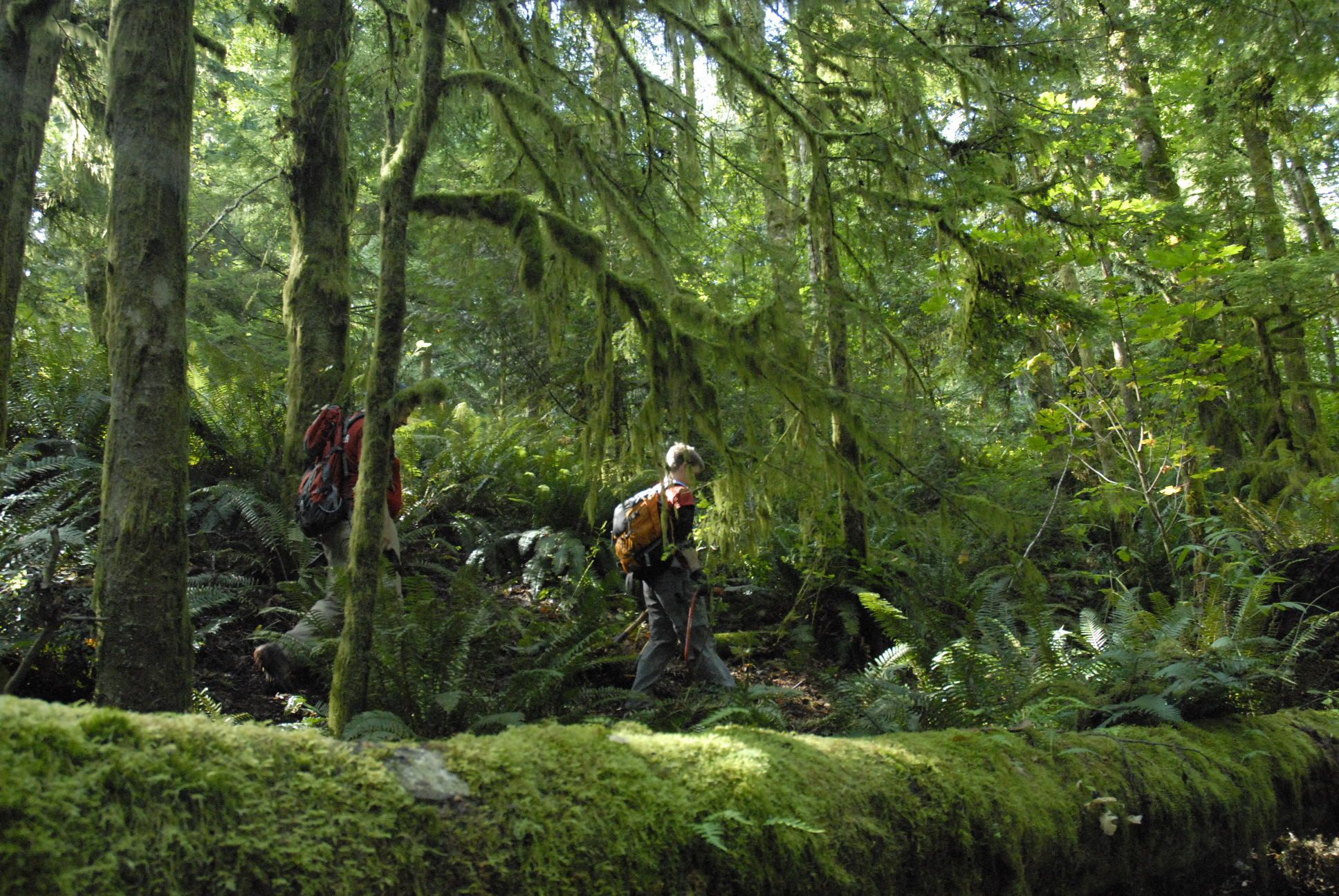 Two hikers walk through a sun-dappled, mossy old-growth forest with ferns. - Issaquah Veterans Park – Duthie Hill Park Trailhead loop from Issaquah