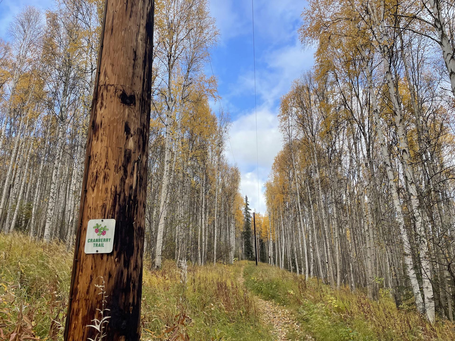 A wooden post with a sign next to a dirt path through a bright autumn forest.