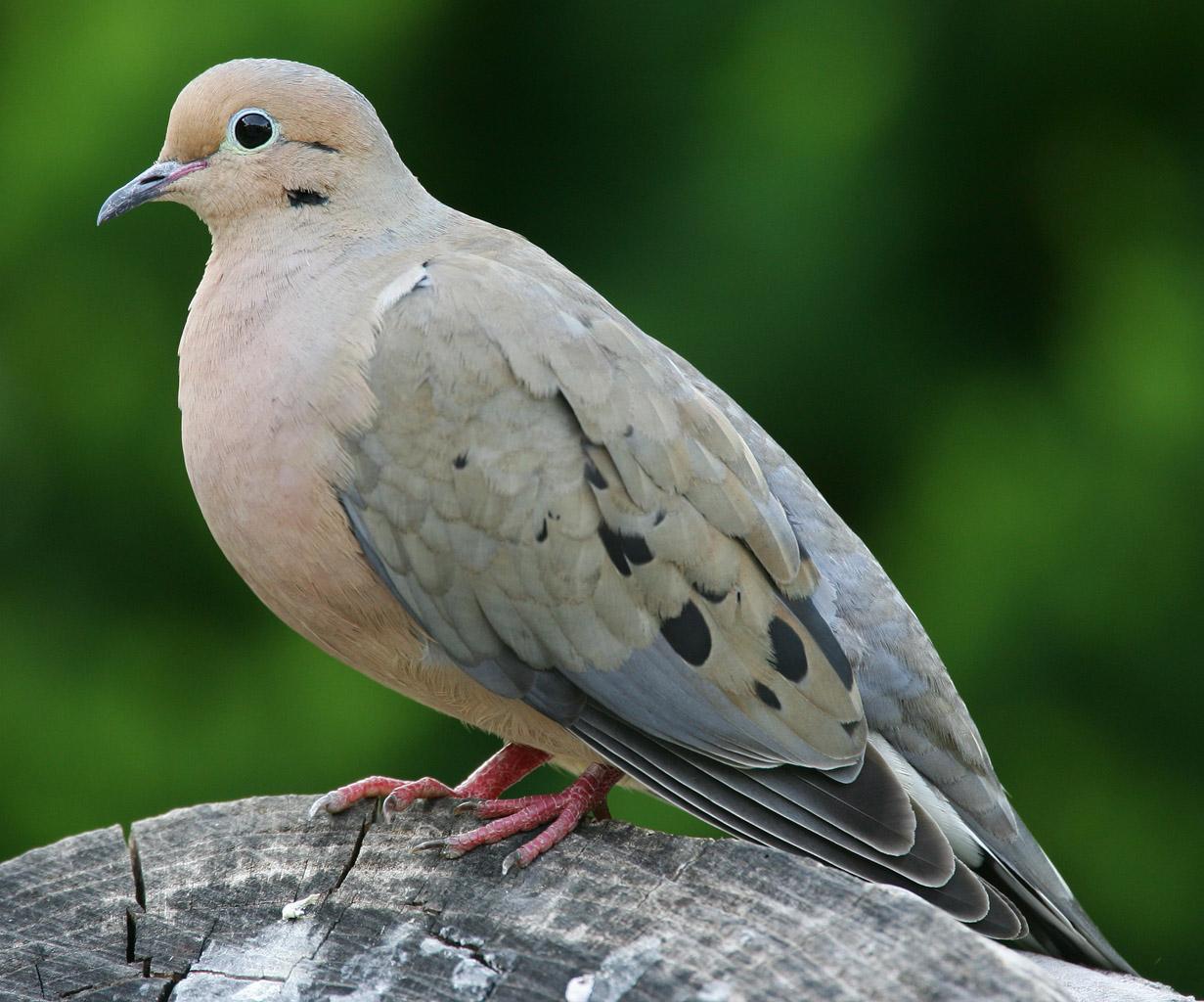 A close-up of a mourning dove perched on a weathered wooden log.
