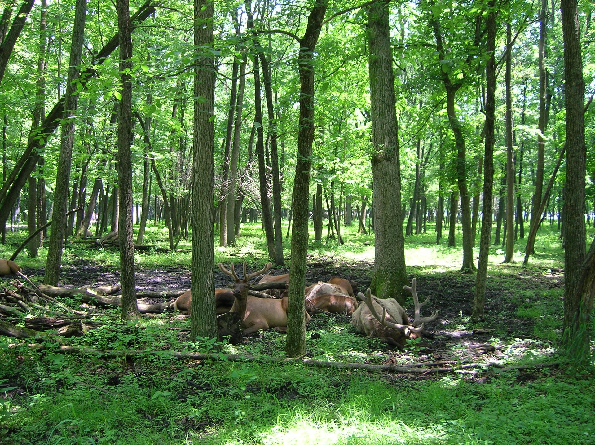 A group of elk resting on the muddy forest floor in dappled sunlight.
