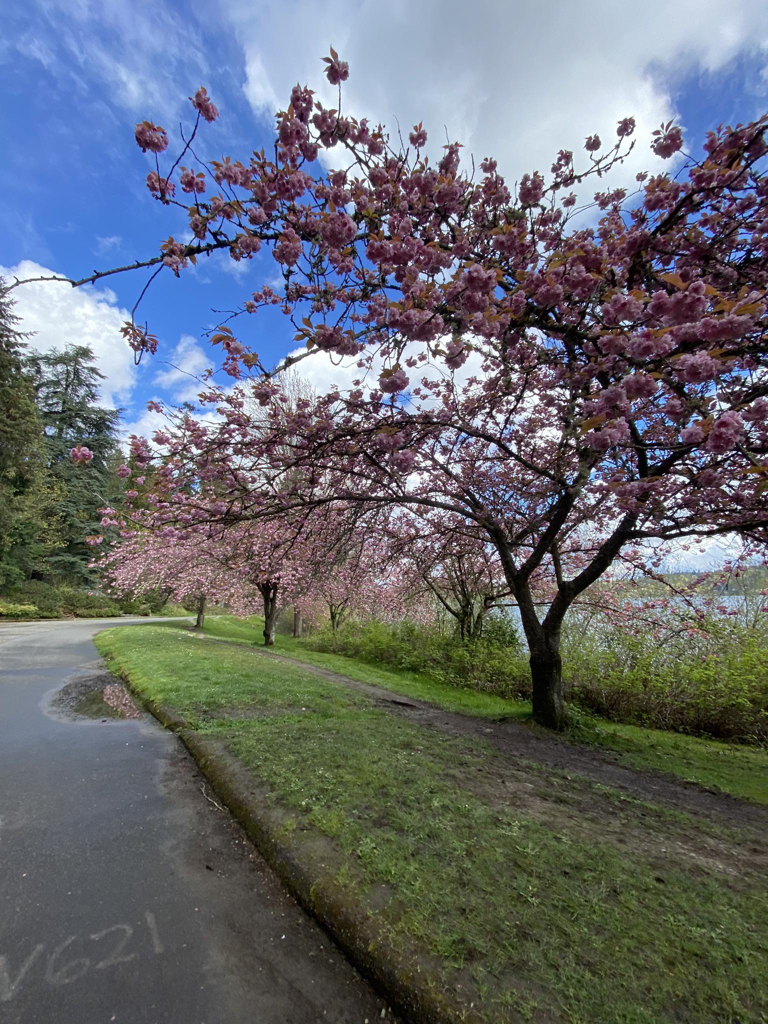 Vibrant pink cherry blossom trees line a paved path under a blue sky.