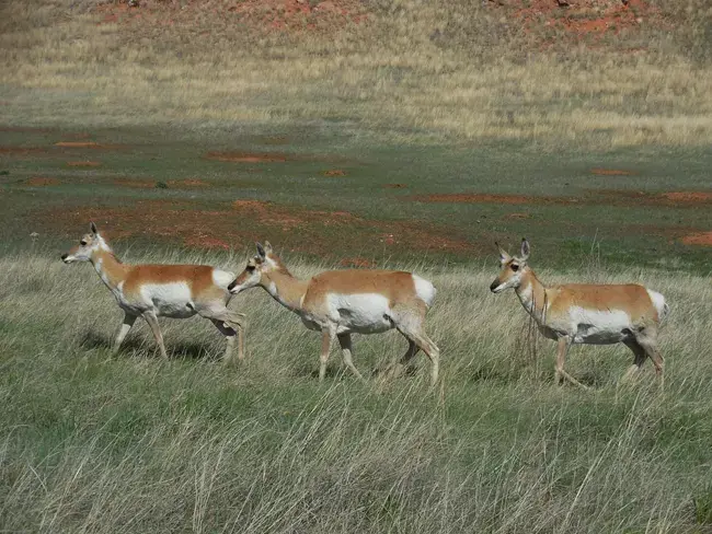 Three pronghorn antelope walk across a sunlit grassy field with red hills.