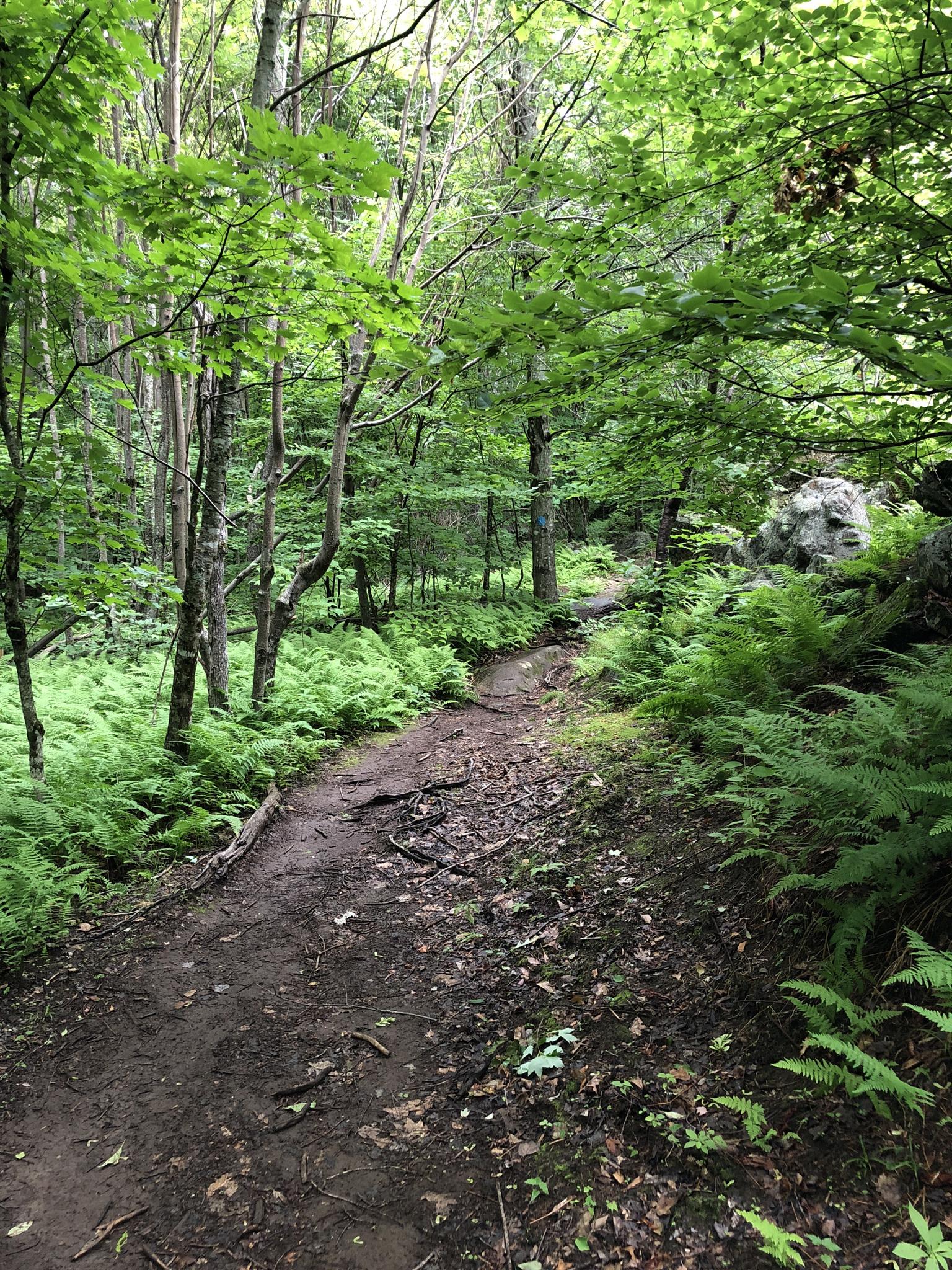 A winding dirt path through a lush green forest with ferns and trees.