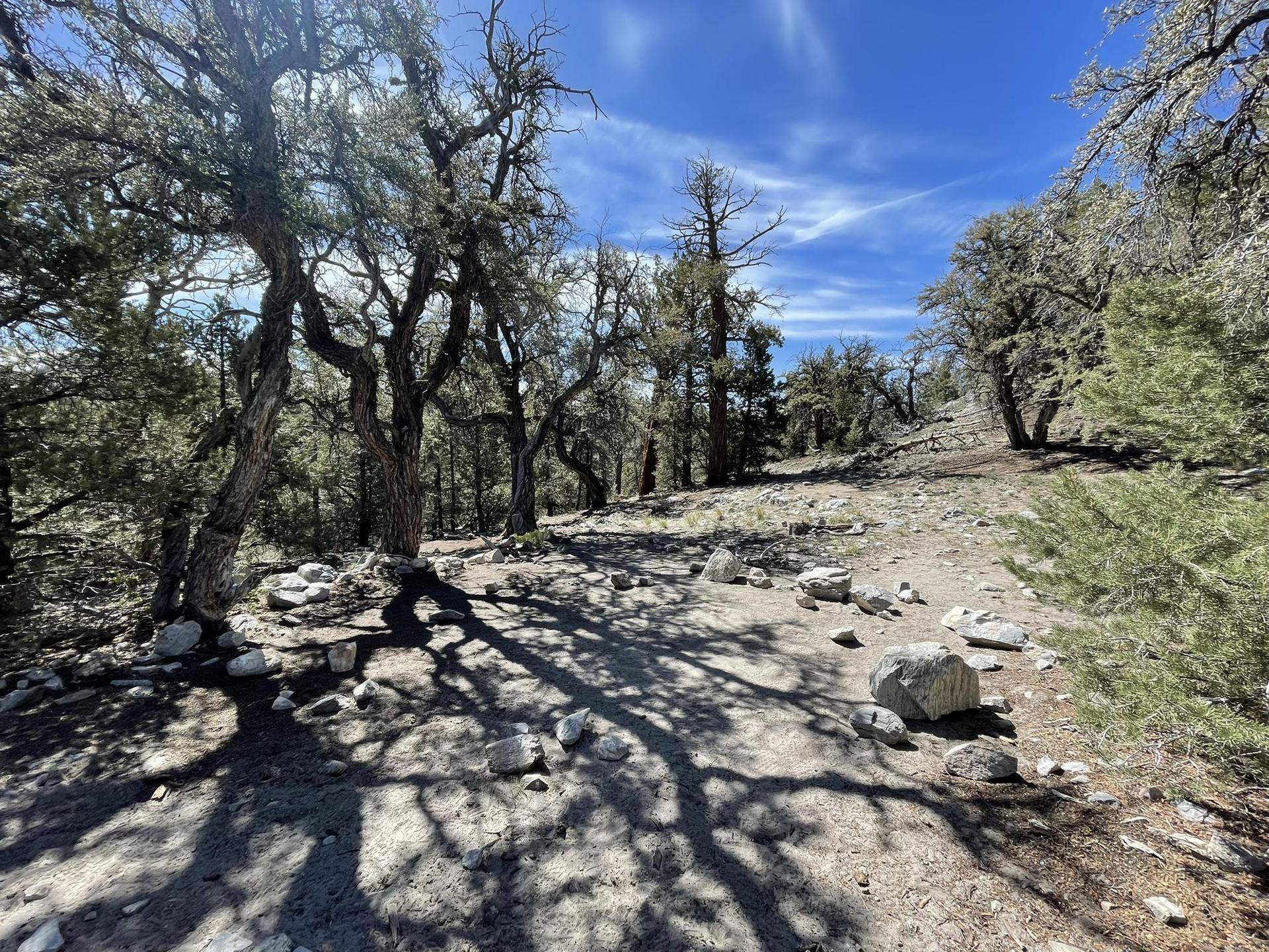 Rocky dirt path winding through gnarled trees with strong sunlight and shadows.