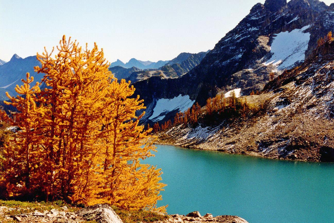 Vibrant golden larch trees beside a turquoise mountain lake with snowy peaks.