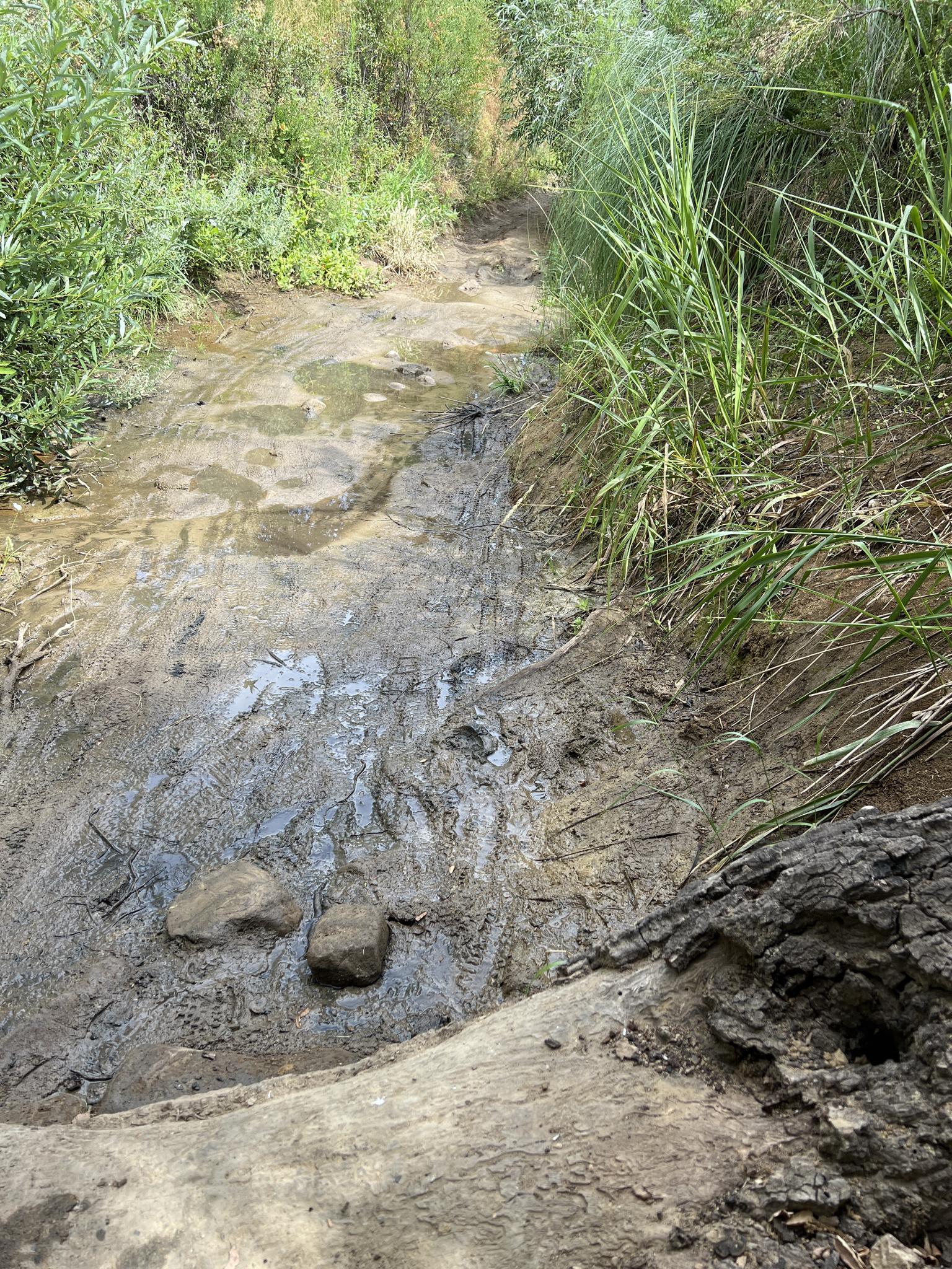 A muddy, wet dirt trail winding through dense green vegetation in bright light.