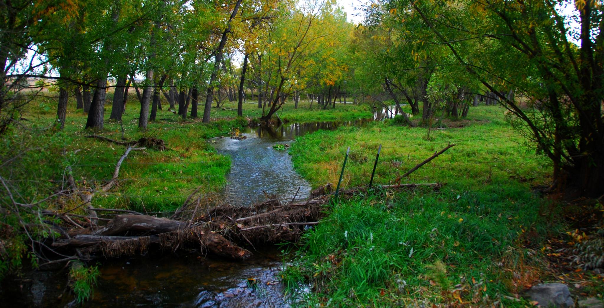 A winding stream flows through a lush green forest with fallen logs.