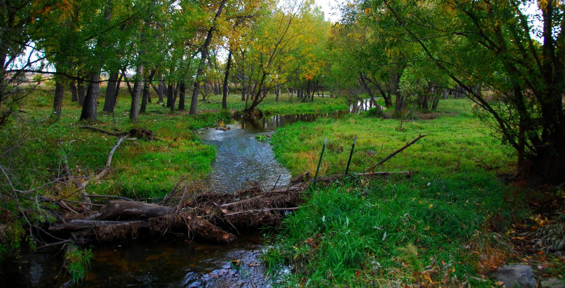 A winding stream flows through a lush green forest with fallen logs.