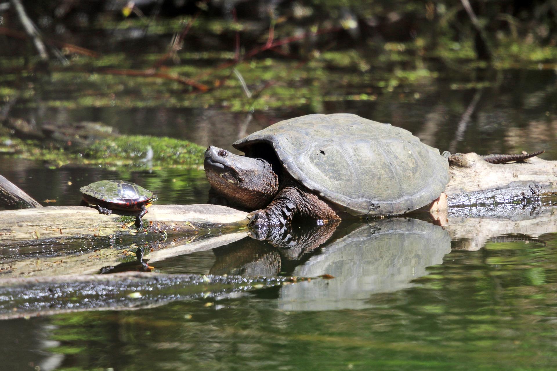 Two turtles, one large and one small, bask on a log in water.