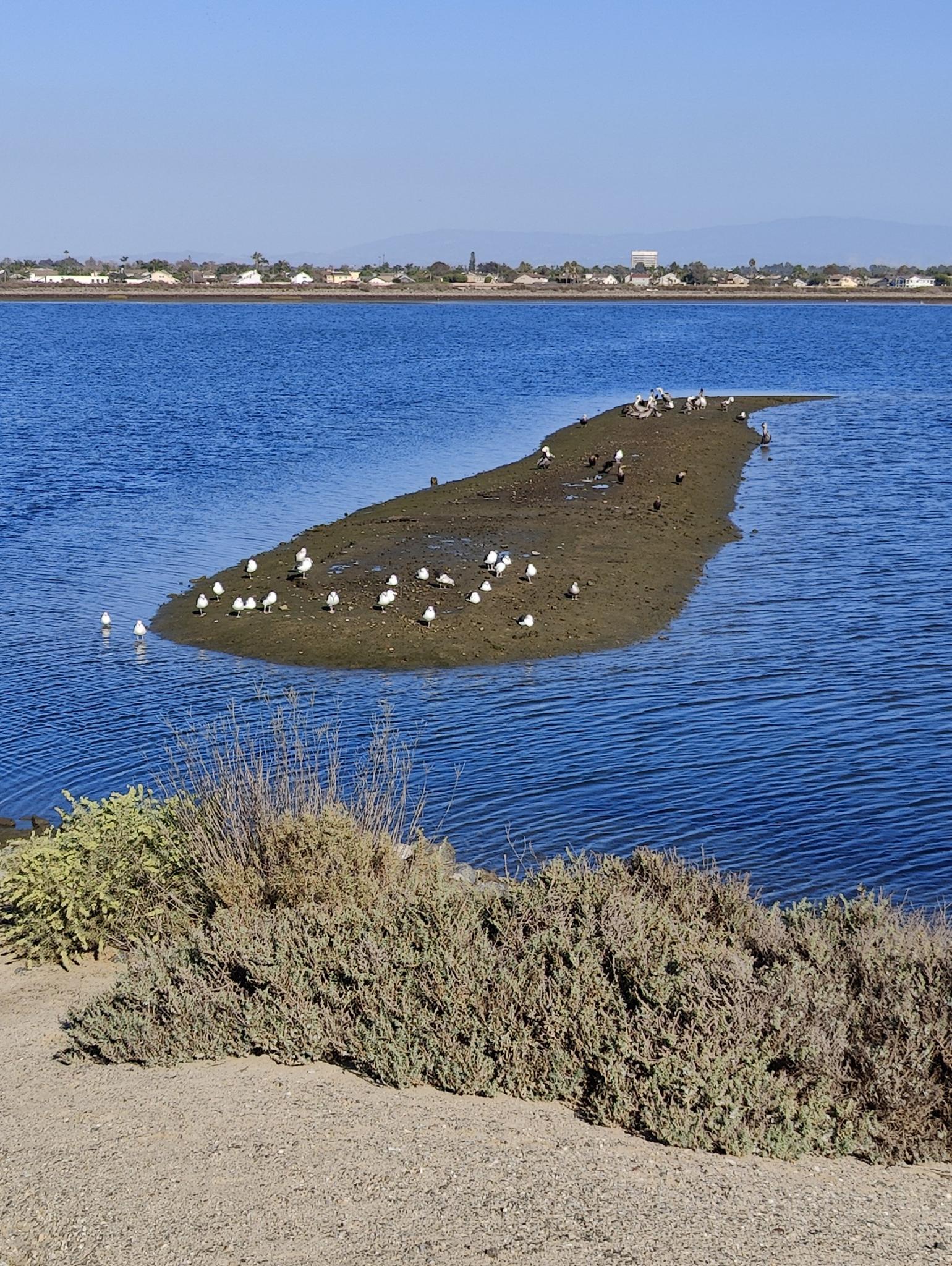 Numerous birds on a small muddy island in blue water on a sunny day.