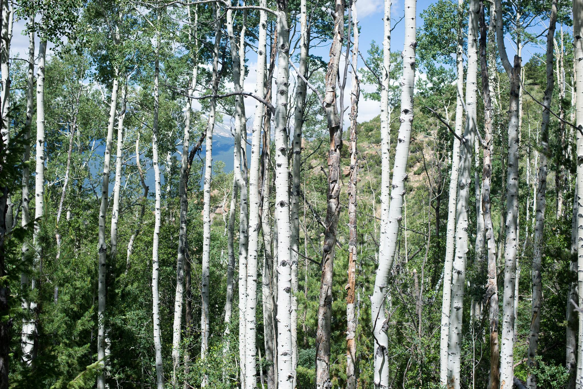 Sunlit forest of tall white-barked trees with green leaves and distant blue.