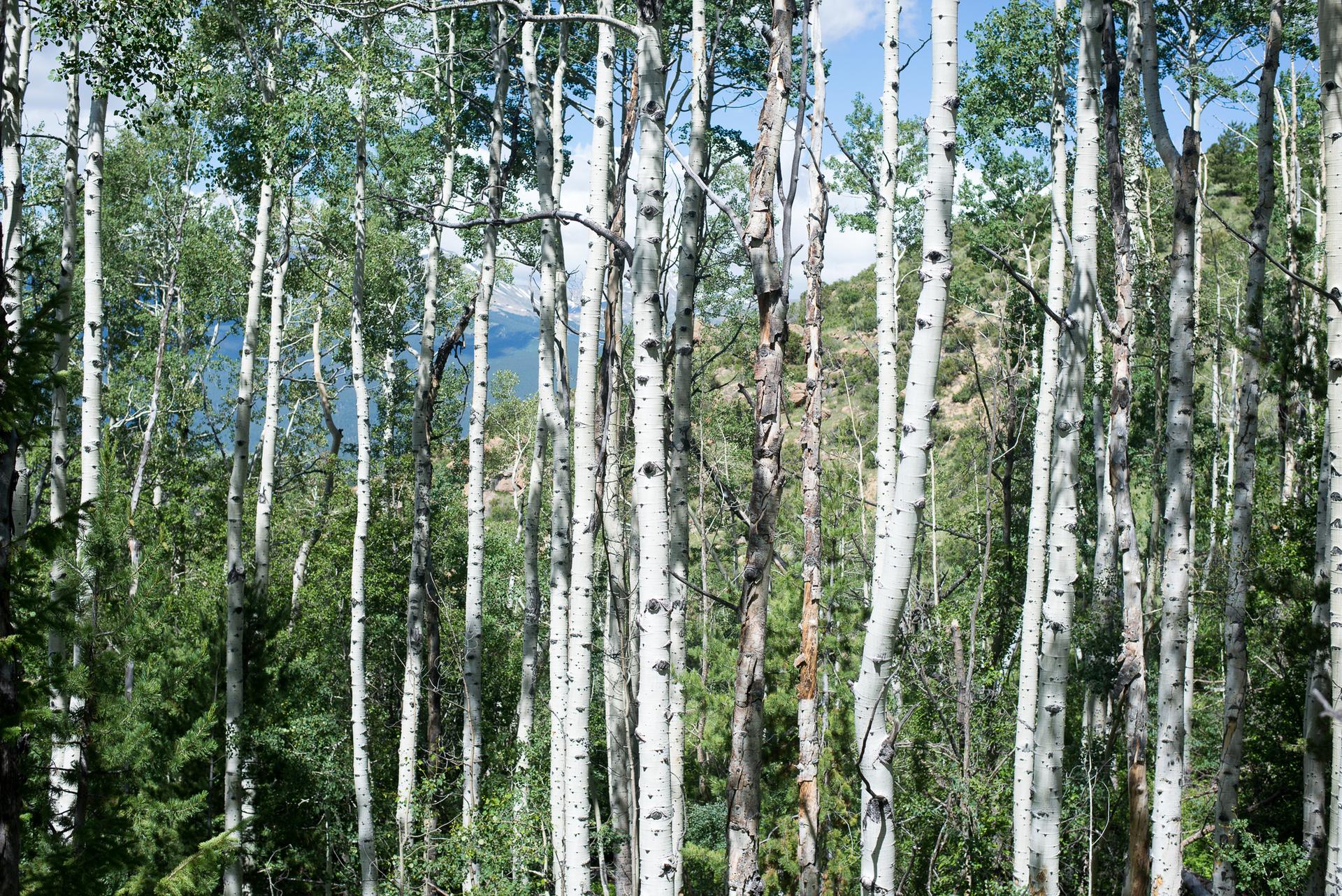 Sunlit forest of tall white-barked trees with green leaves and distant blue.