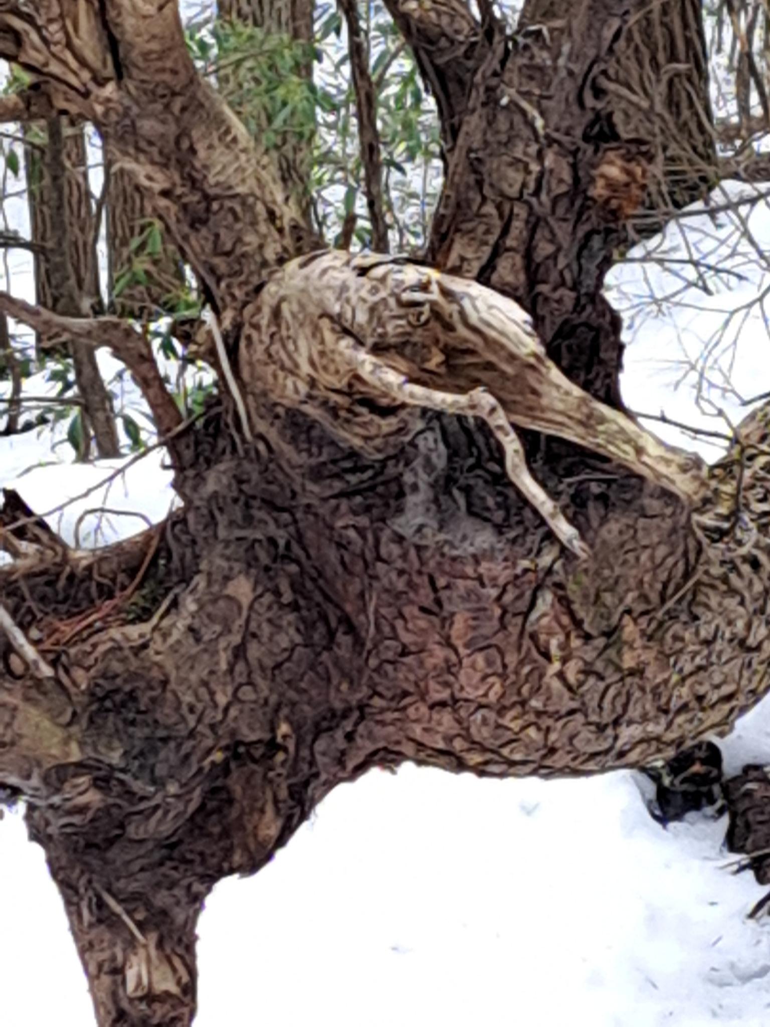 Close-up of a gnarled tree trunk with rough bark, surrounded by snow.