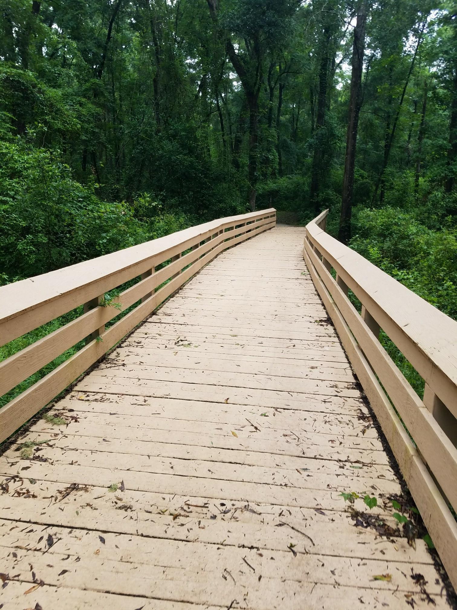 A curving wooden boardwalk leads into a dense, green forest.