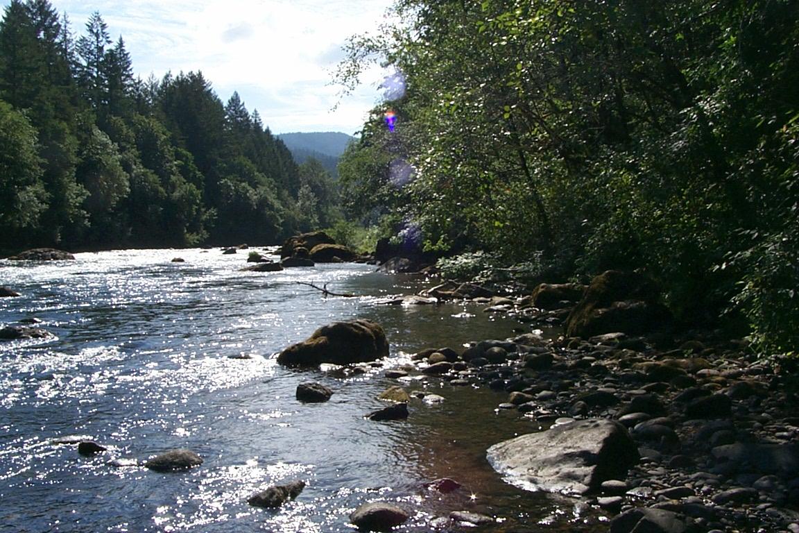 Sunny river flowing over rocks, bordered by dense green forest.