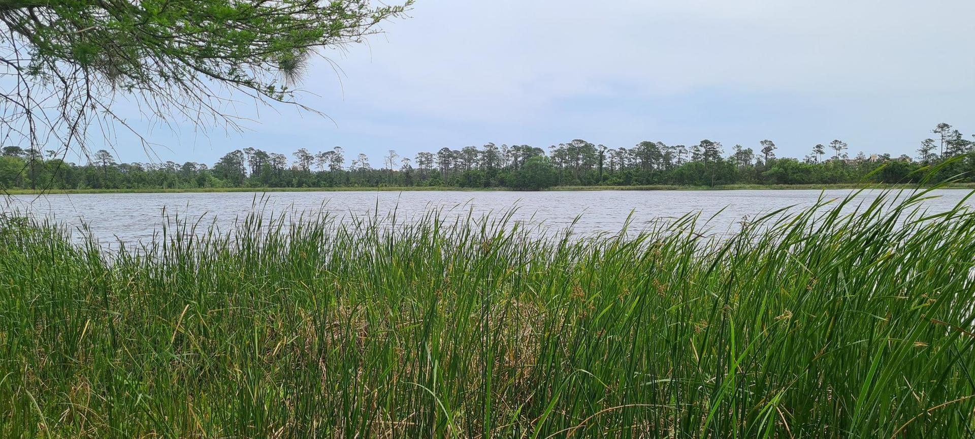 Tall green reeds frame a calm lake under an overcast sky with distant pines.