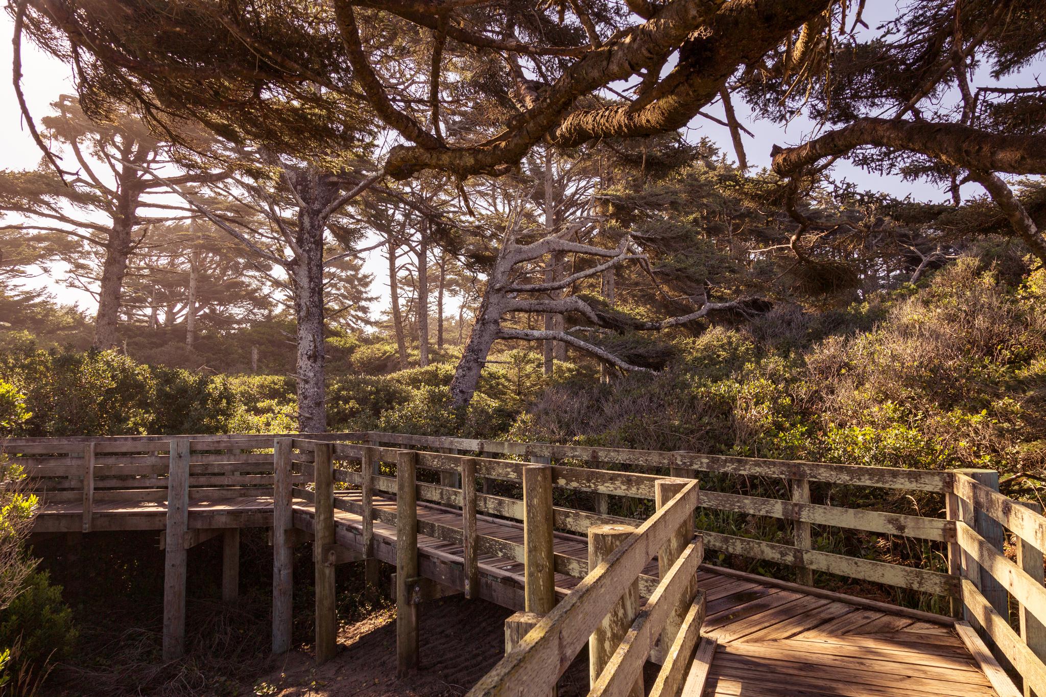 Sunny wooden boardwalk winding through a dense, green coastal forest.