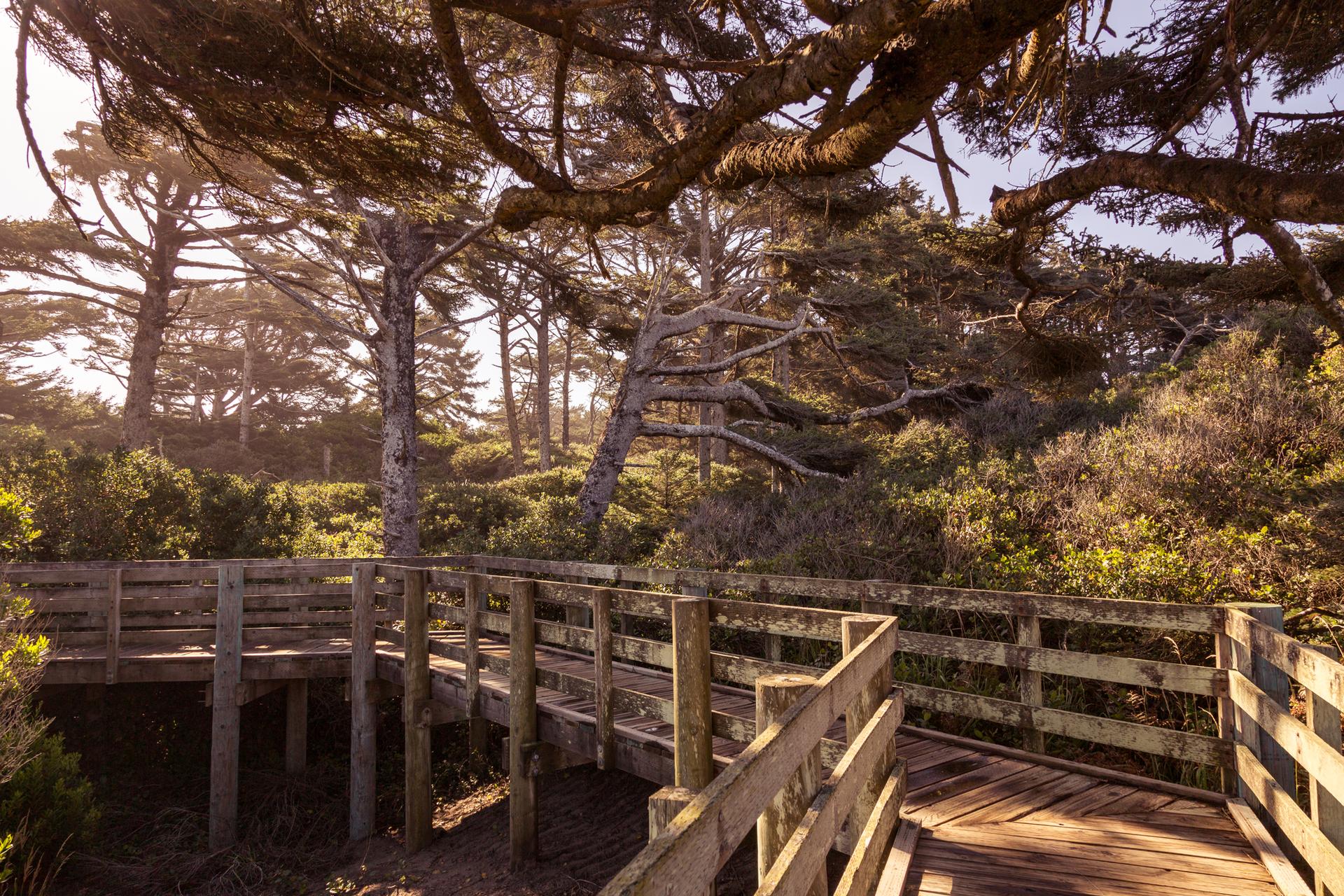 Sunny wooden boardwalk winding through a dense, green coastal forest.