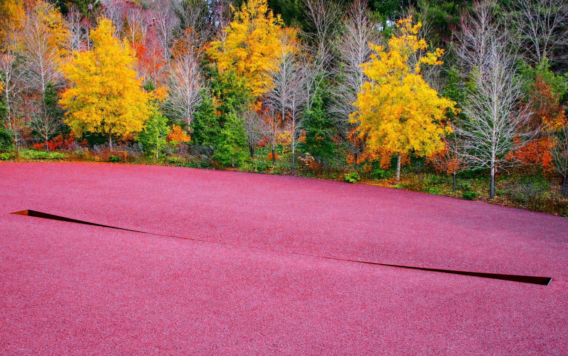 Vibrant red cranberry bog with a line, surrounded by autumn trees.