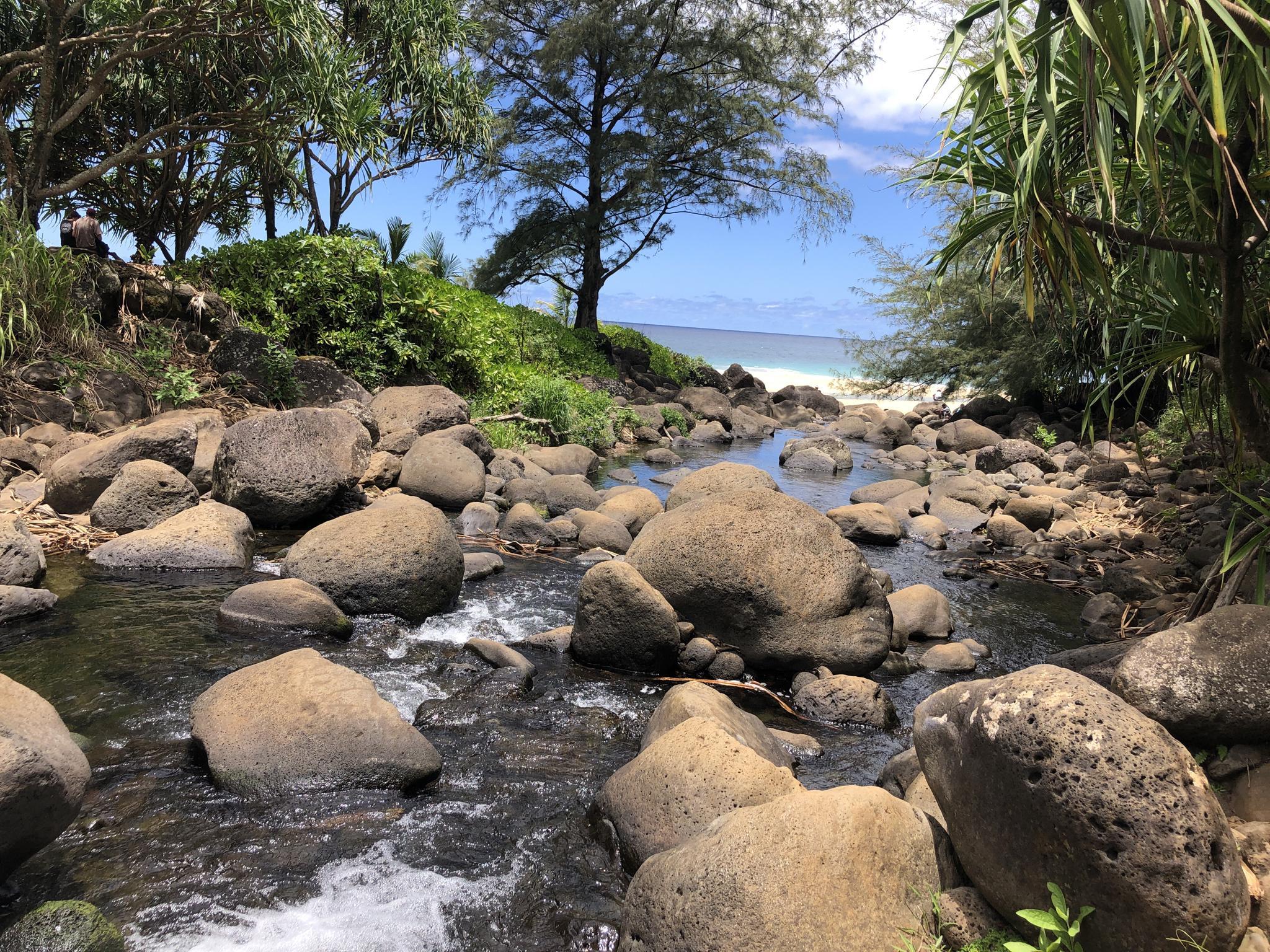 Rocky stream flows to the ocean, surrounded by trees under a bright sky.