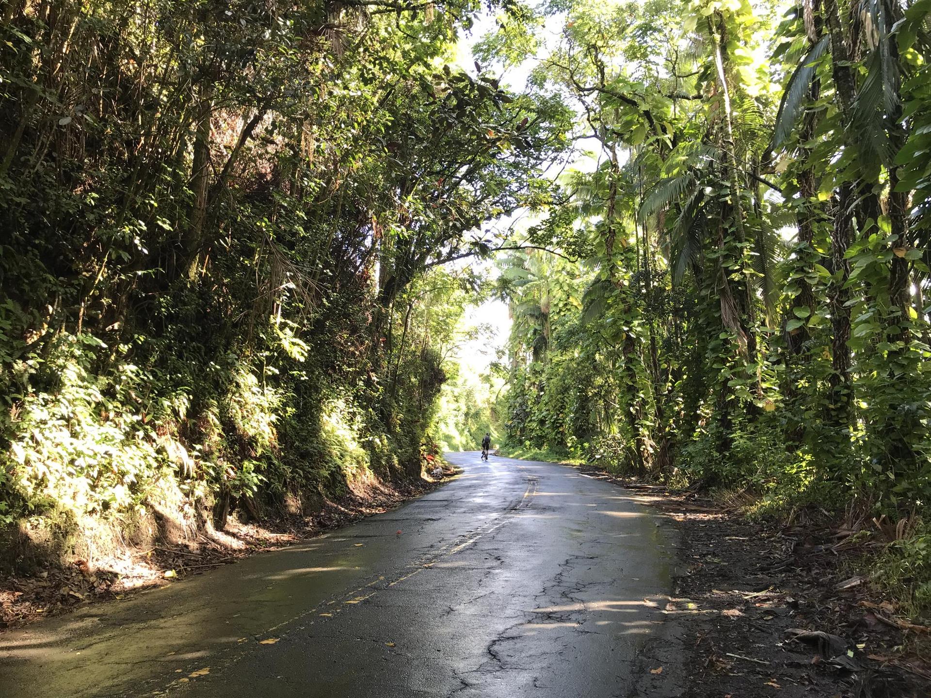 A person walks down a wet, tree-covered road in bright light.