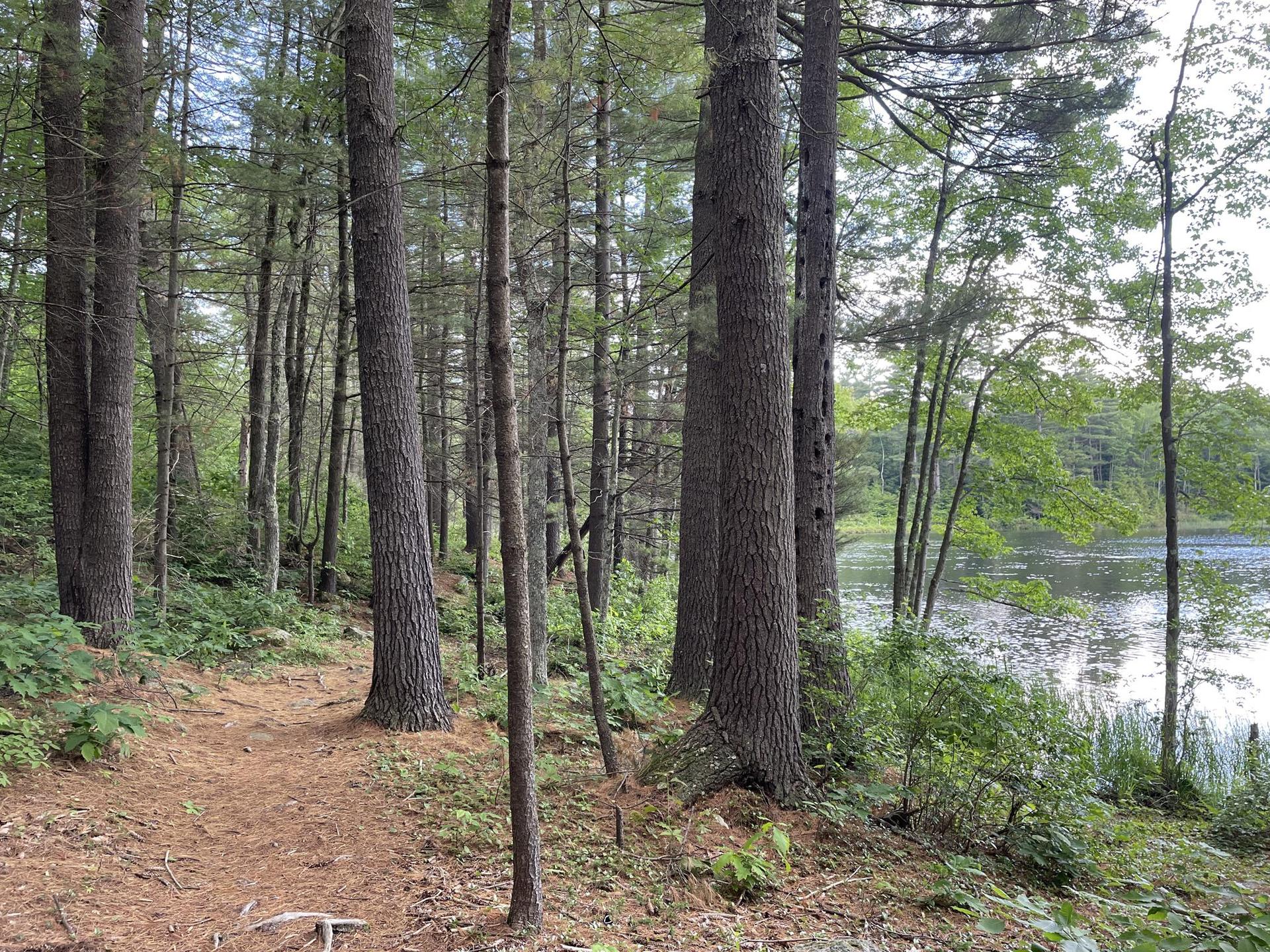 A forest path winds beside a calm lake under diffused daylight.