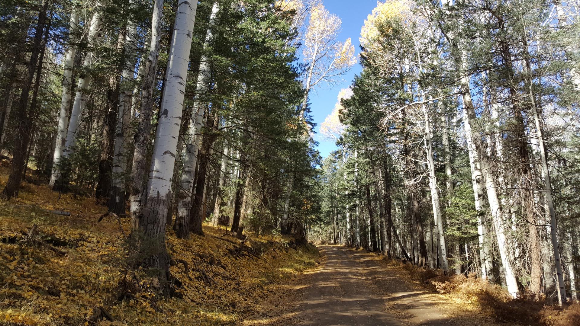 Sunny forest path lined with tall aspen and pine trees, golden leaves.