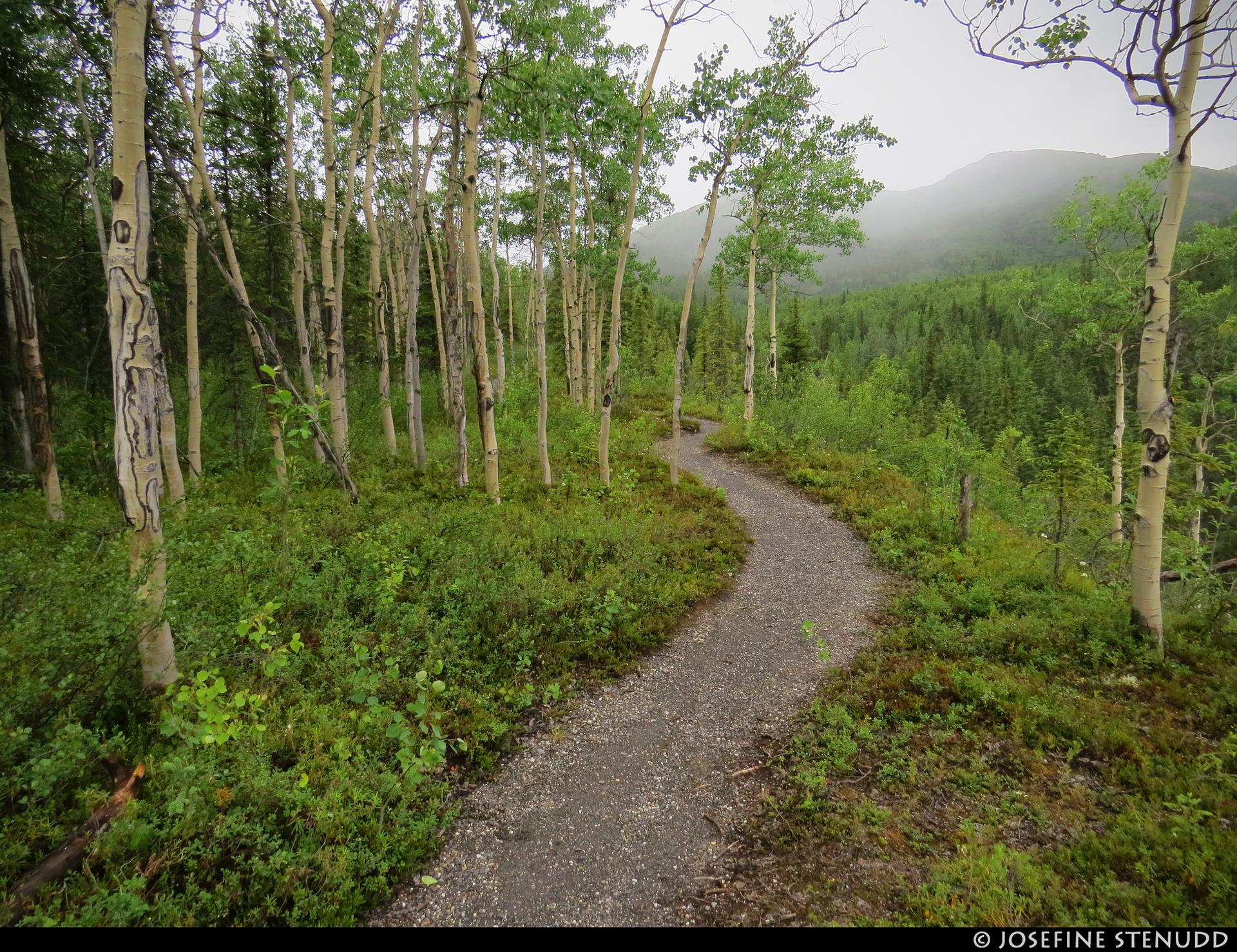 Winding gravel path through a lush green forest with misty mountains beyond.