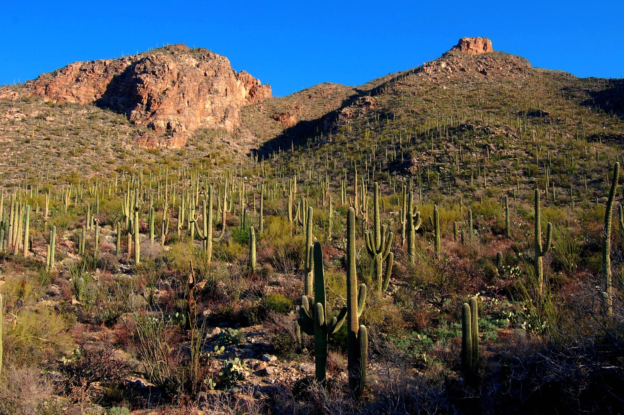 Sunny desert hillside covered densely with tall saguaro cacti and rocky mountains.
