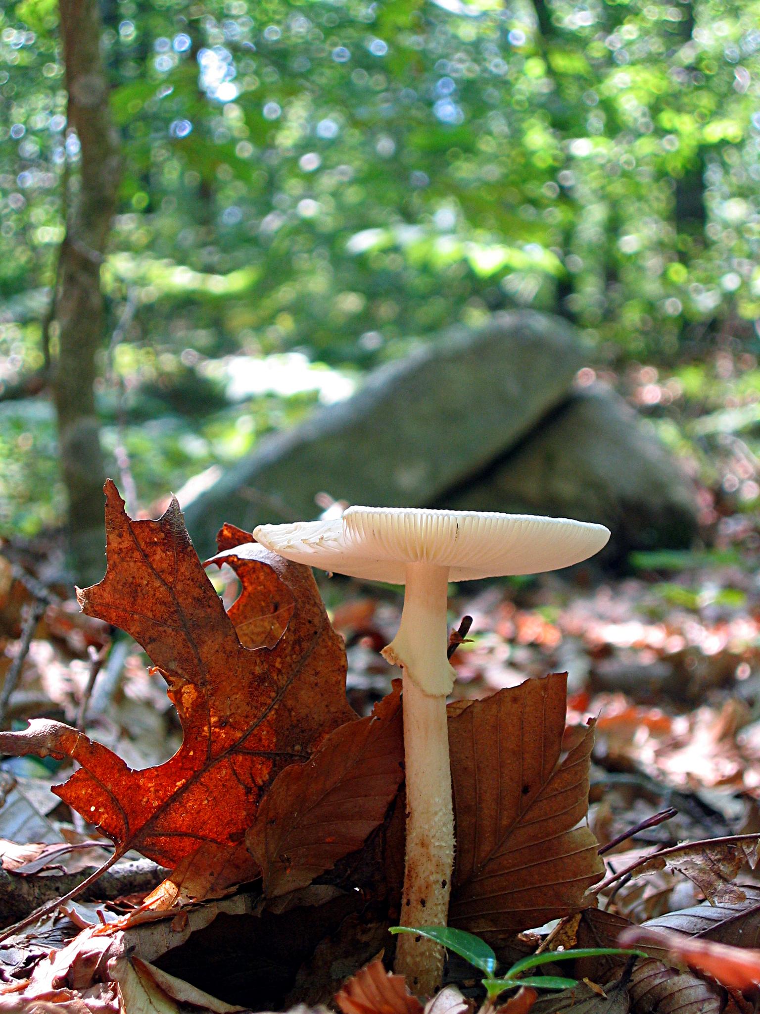 White mushroom with flat cap on forest floor among fallen leaves, dappled sunlight.