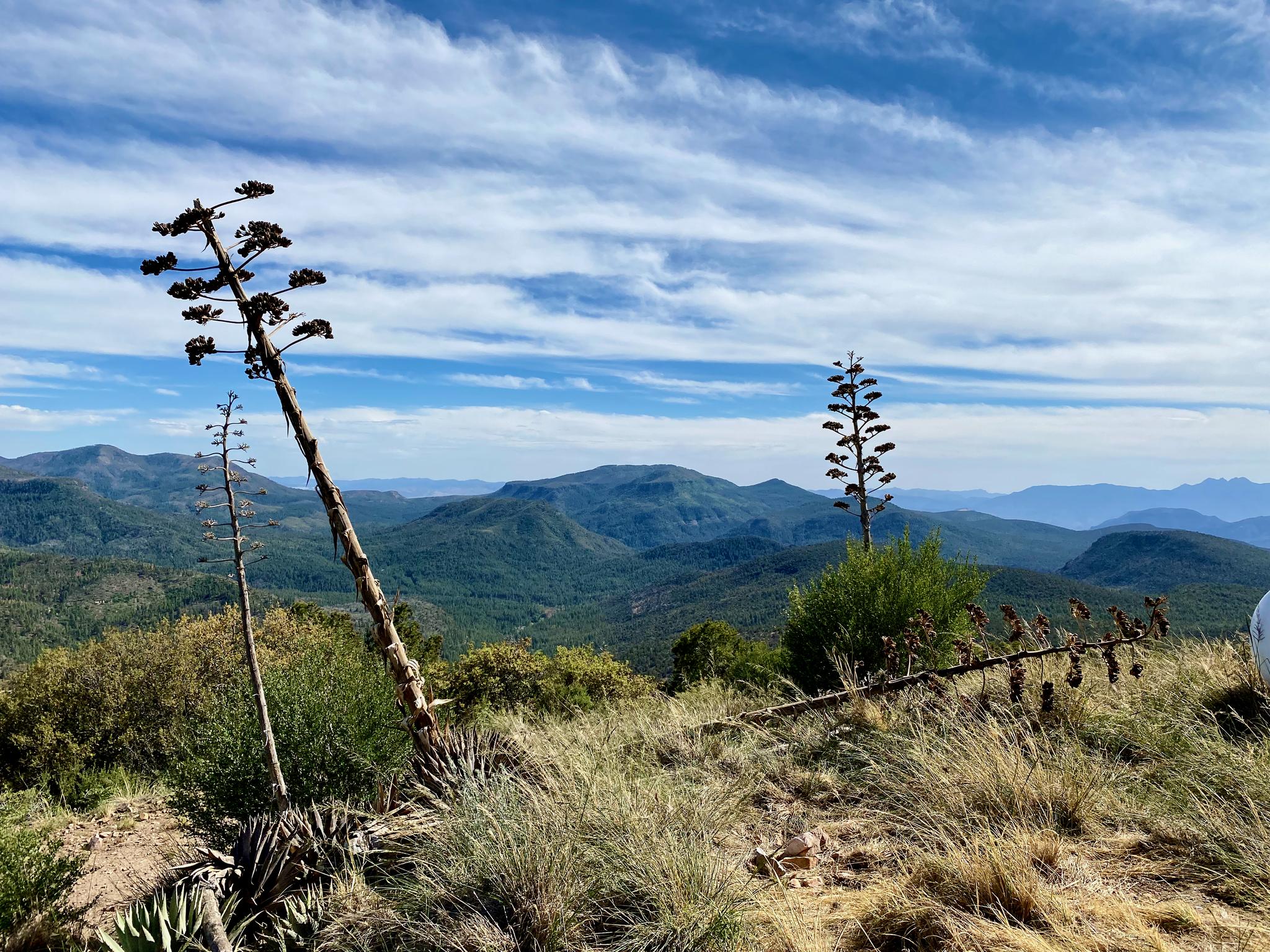 Two tall dry plant stalks against a backdrop of green mountains and blue sky.