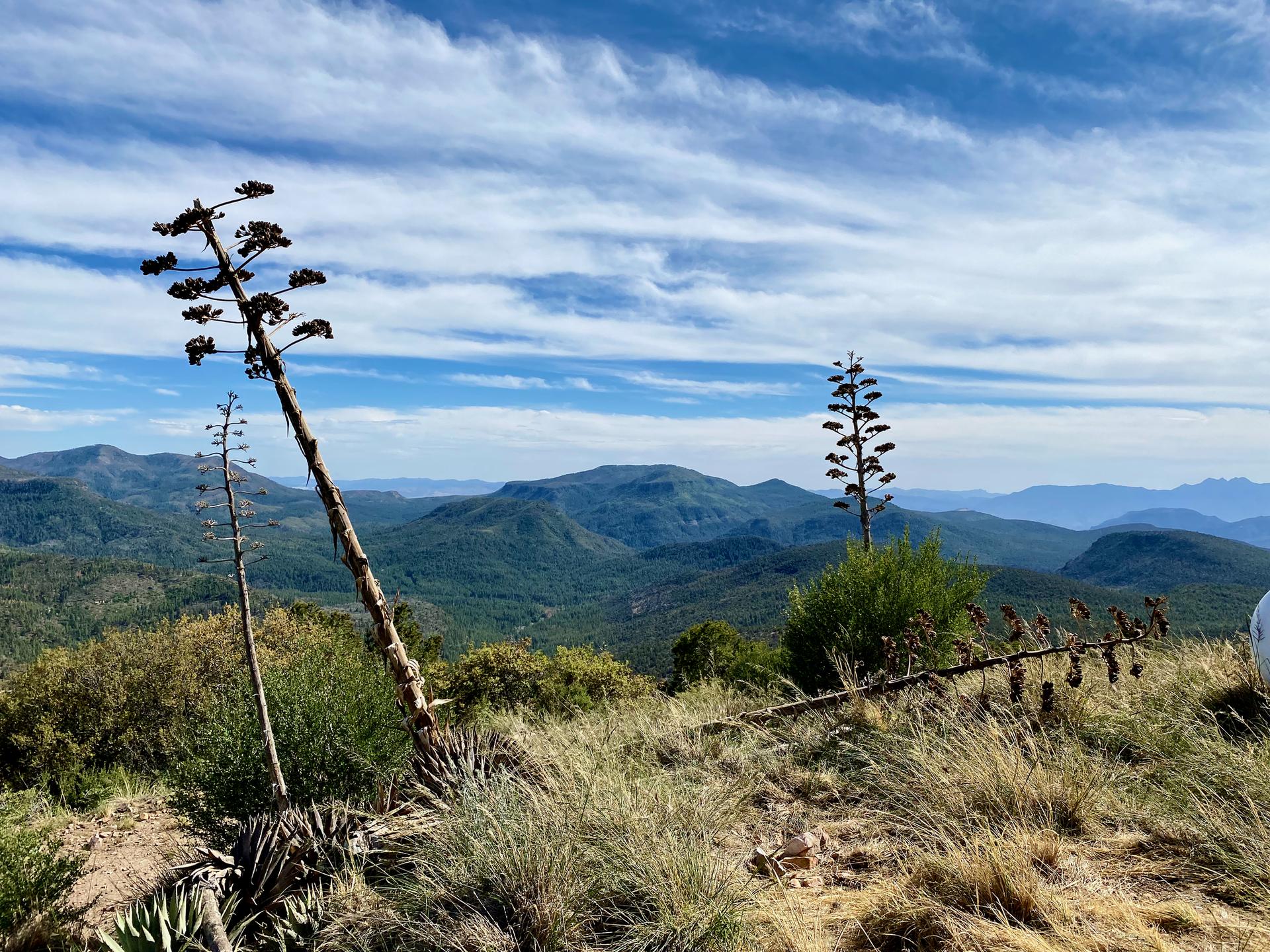 Two tall dry plant stalks against a backdrop of green mountains and blue sky.