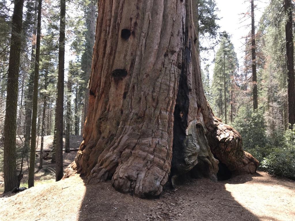 Base of a massive tree with a large hollow, surrounded by forest floor.