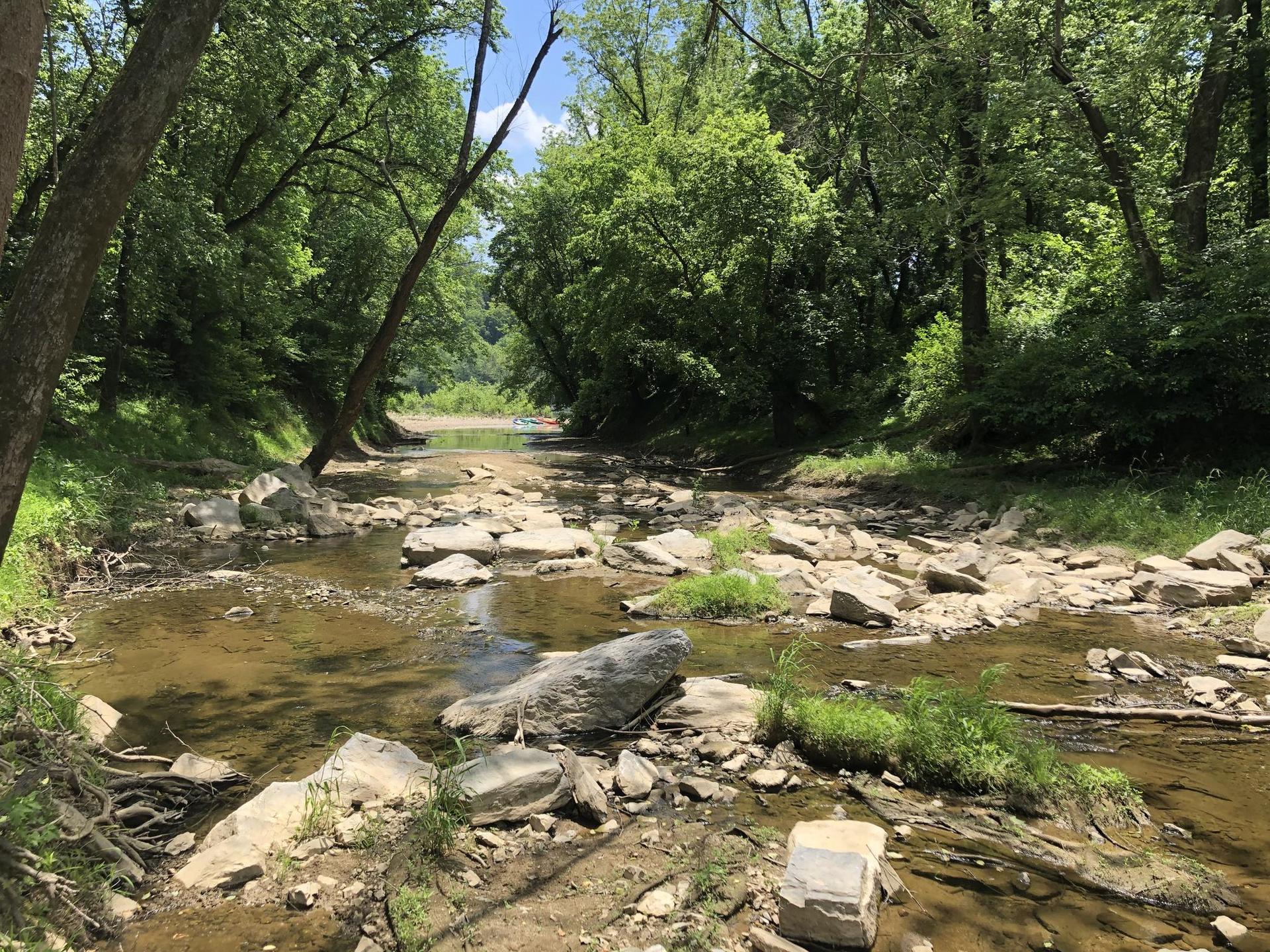 A rocky riverbed with shallow water winds through a sunlit green forest.